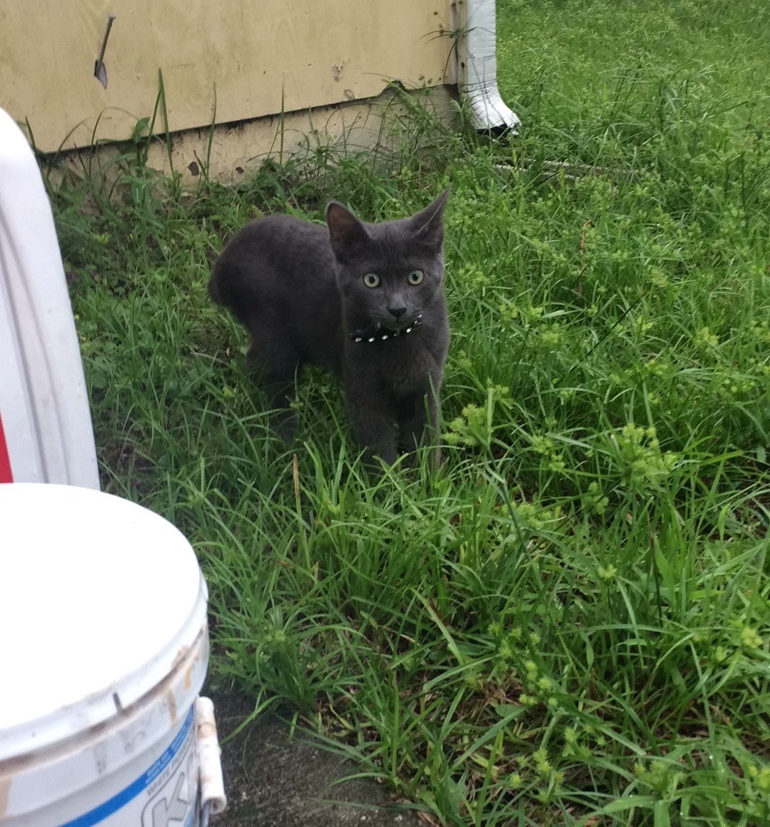 Кот on duty today - Моё, Кот, Котомафия, Дальнобойщики, США, Жизнь, Длиннопост