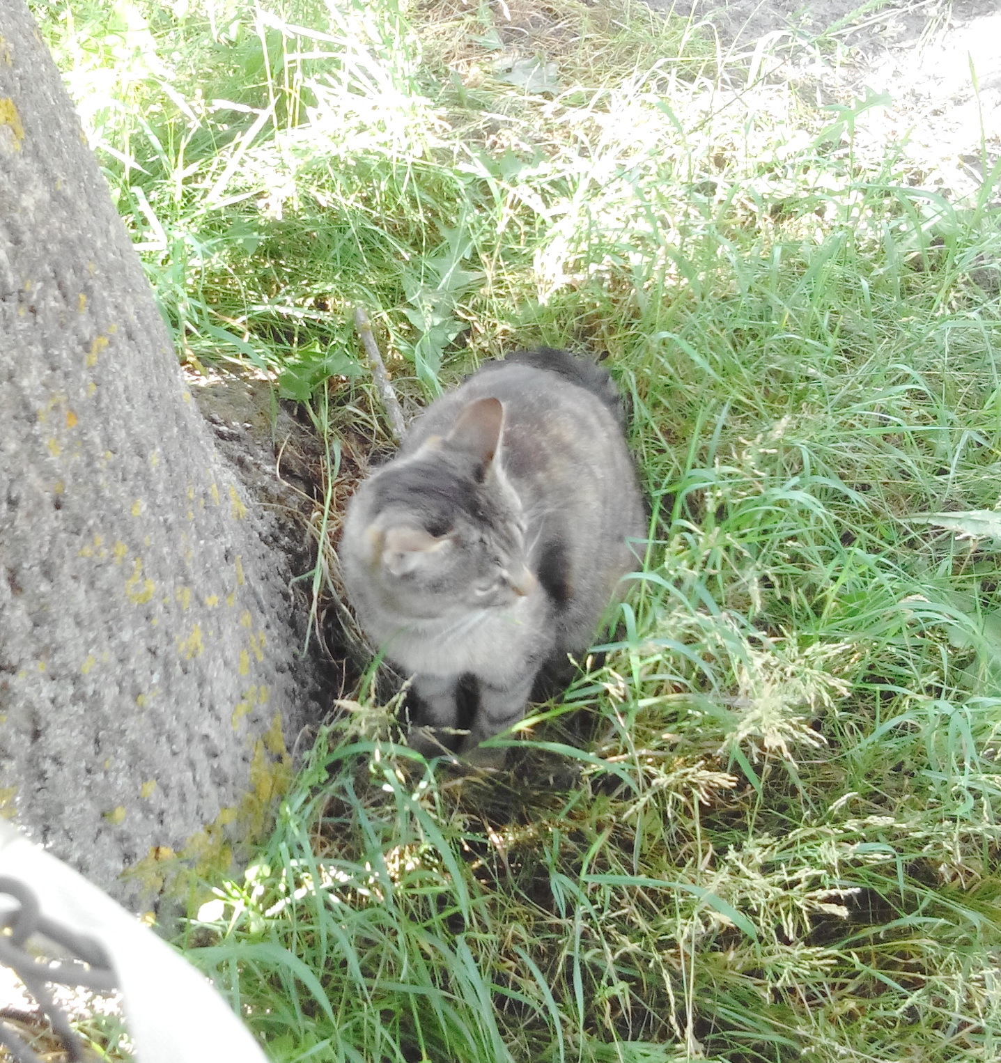 Just Cat Boris. - My, handsome cat, Bruised tails, Longpost, cat