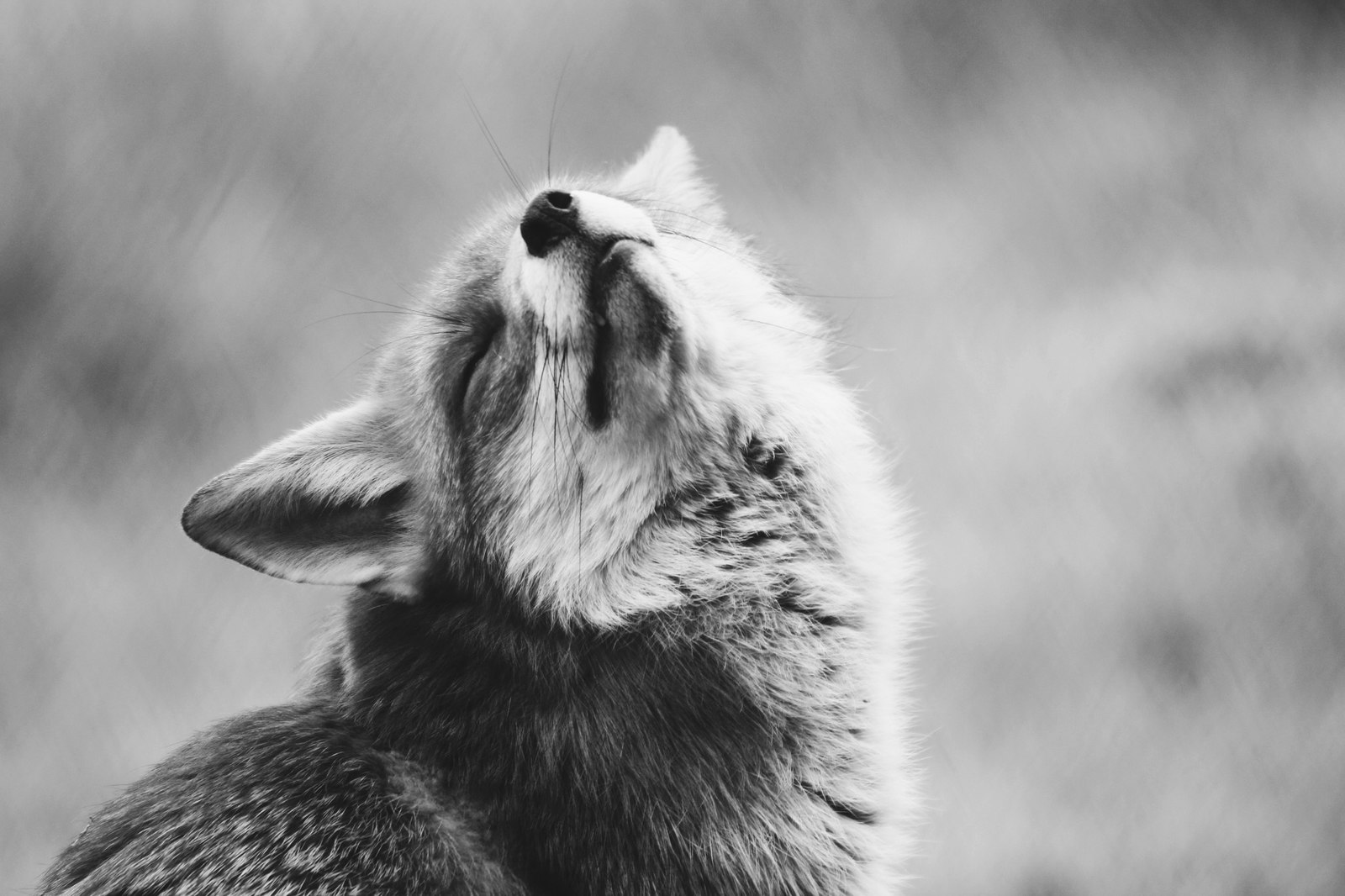 I am beautiful! - Fox, Sight, Milota, Animals, Nature, The photo, Black and white