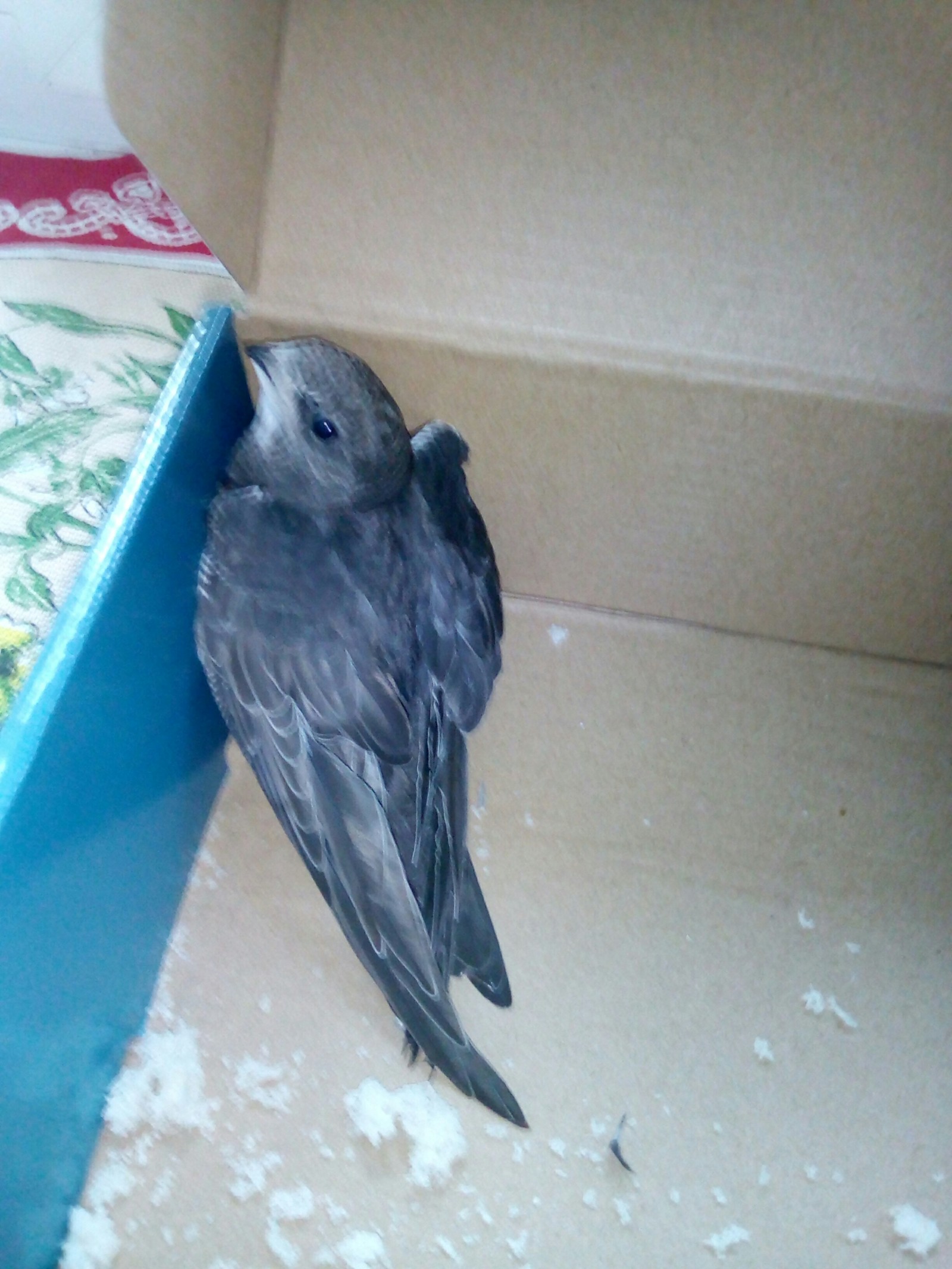 Question for ornithologists - My, No rating, What kind of bird?, wounded animal, Longpost