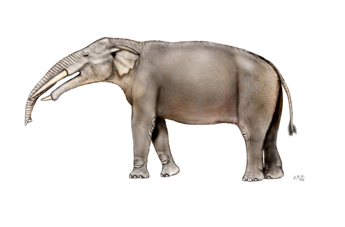 A French farmer unearthed gomphotherium on his plot, but hid it from everyone - My, Elephants, The science, Paleontology, Biology, Animals, Longpost, Fossil, 