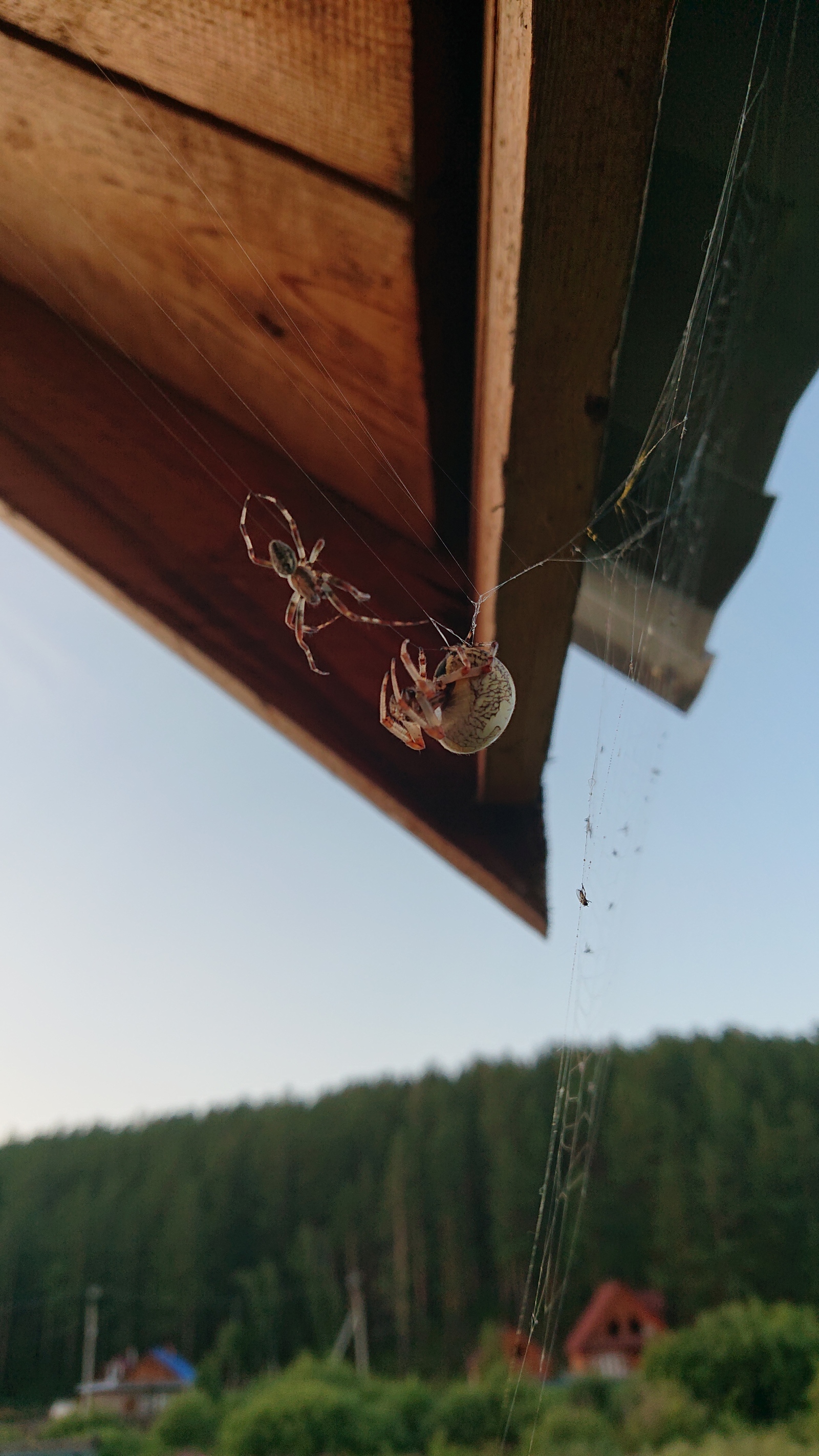 Mating games - My, Nature, Spider