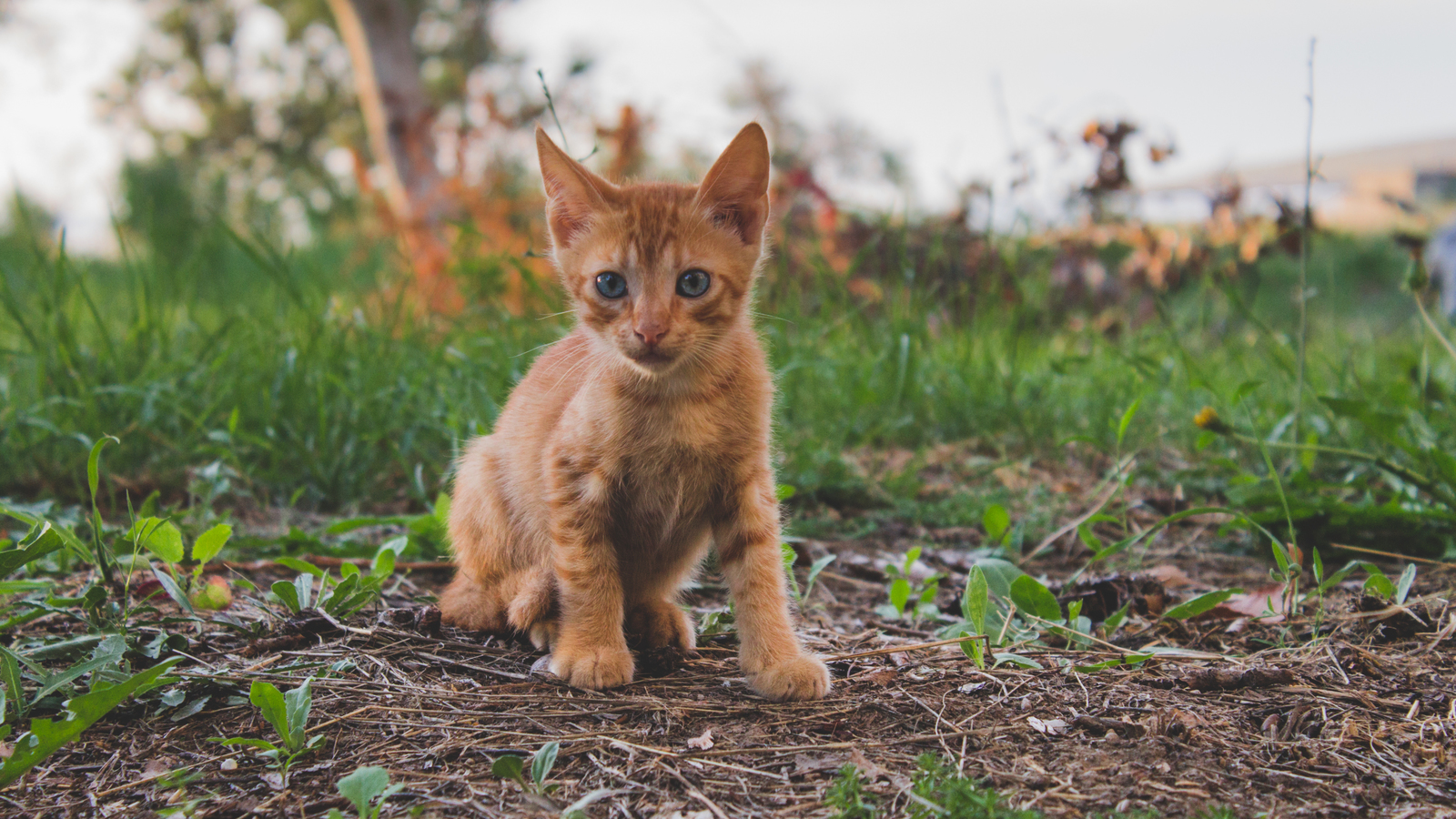 A short and fascinating journey through the Crimean Republic. - My, The photo, Canon, Crimea, Nature, Animals, The mountains, Beginning photographer, Longpost