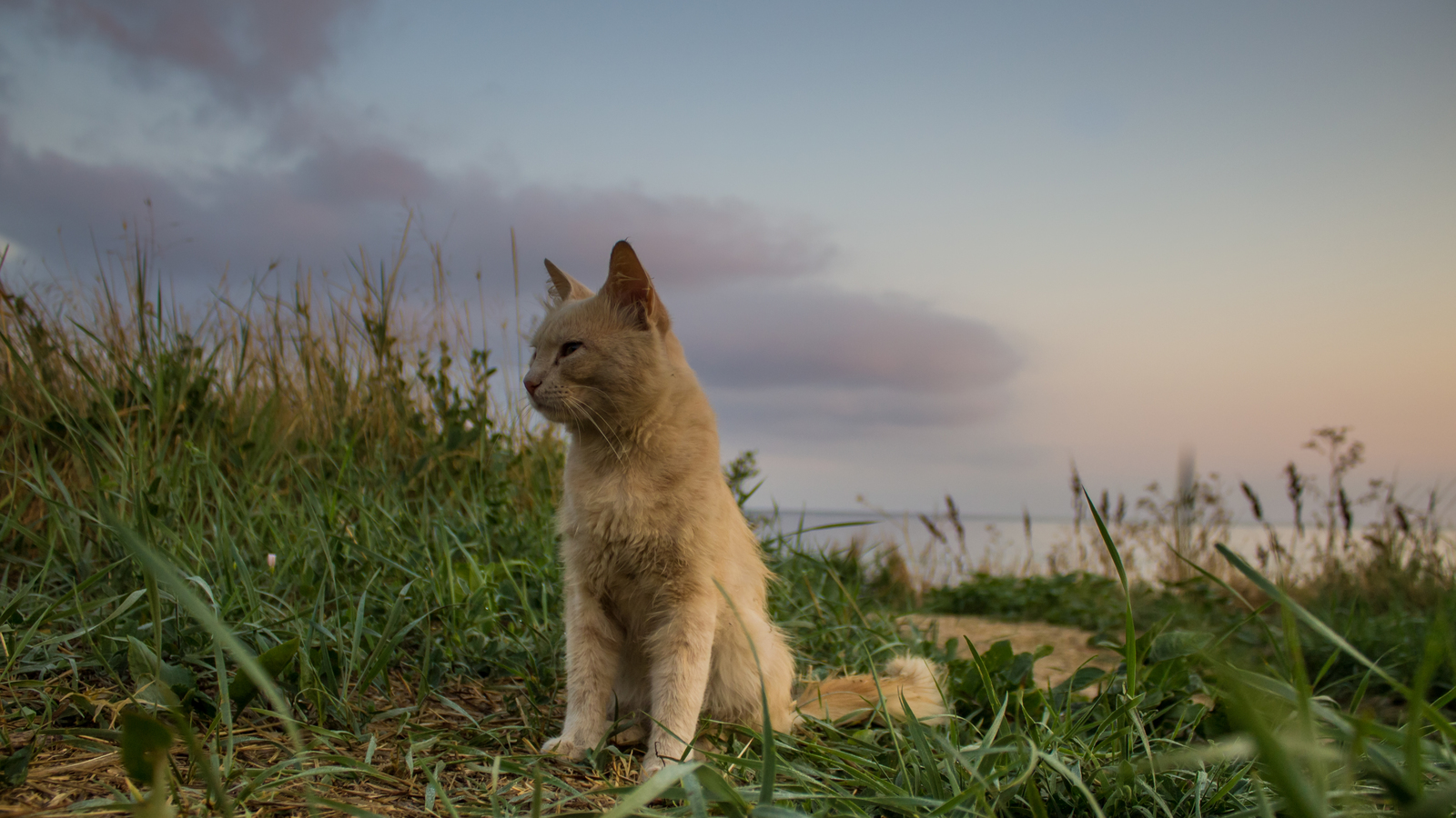 A short and fascinating journey through the Crimean Republic. - My, The photo, Canon, Crimea, Nature, Animals, The mountains, Beginning photographer, Longpost