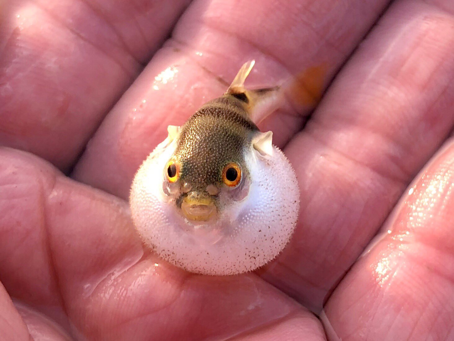 Маленькая рыбка фугу