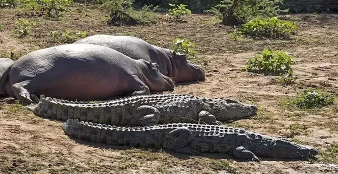 sunbathing - Crocodile, hippopotamus, Crocodiles