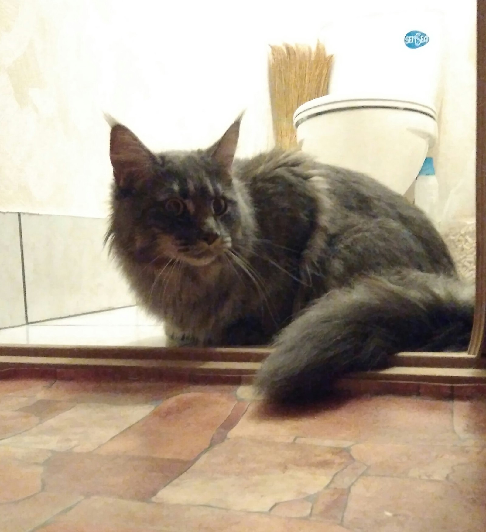 Lost cat Mytishchi (MO) - Lost cat, Maine Coon, Mytischi, No rating, cat