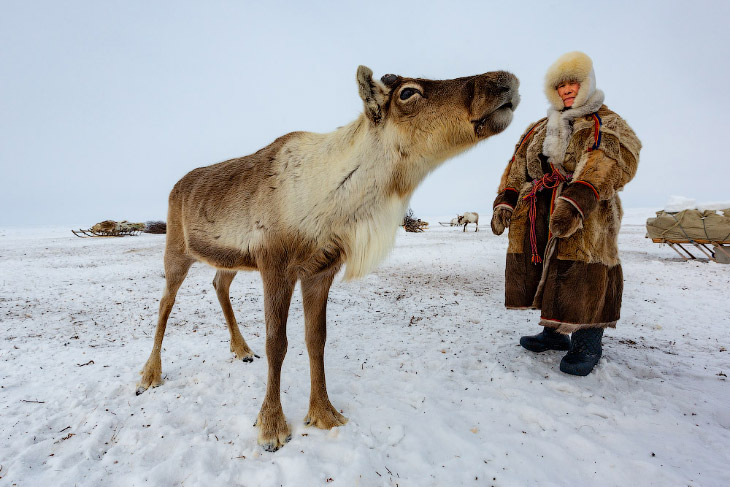 On a visit to reindeer herders - Reindeer herder, Deer, Nenets, The photo, Longpost, Deer