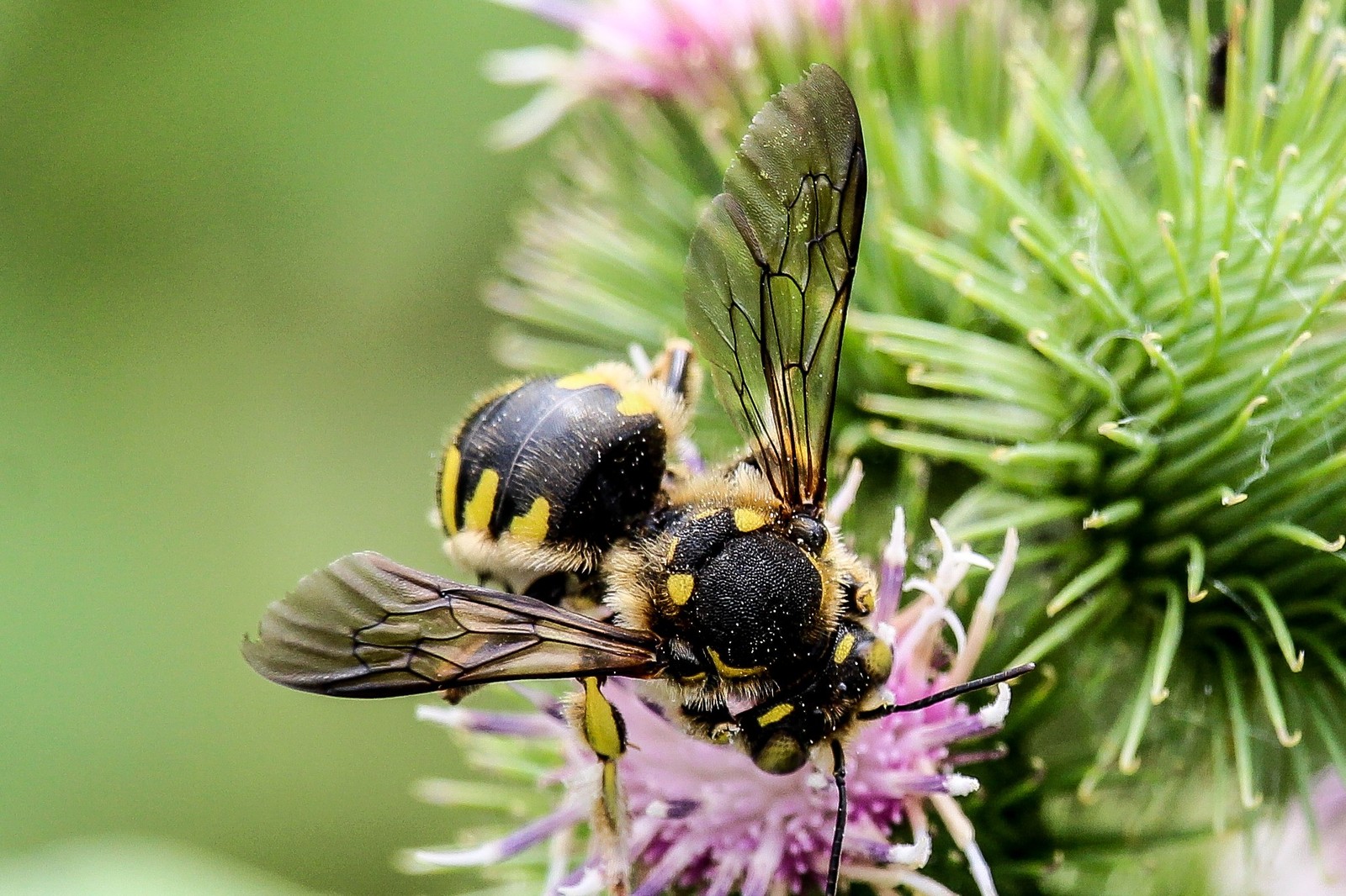 few insects - My, The photo, Thistle, Insects, Longpost