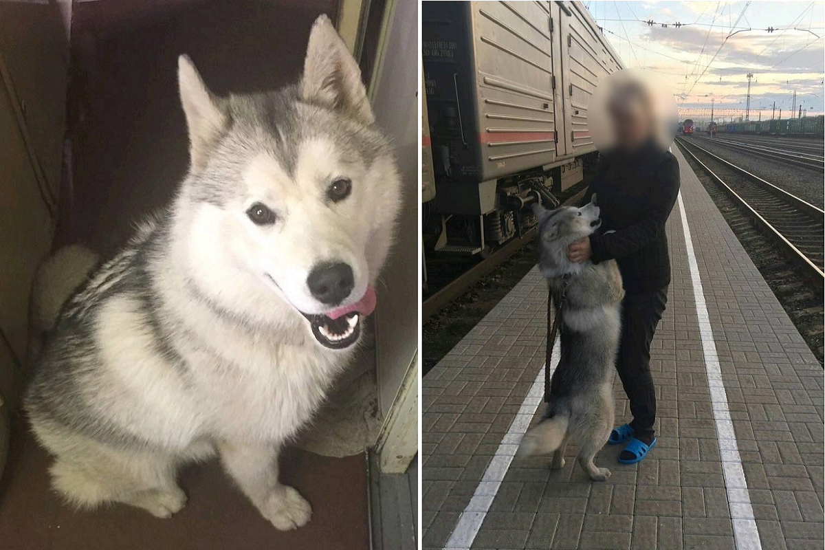 Forgotten alive: the details of how a concentration camp for huskies was set up in Tver - Flailing, Dog, Husky, Death, Longpost