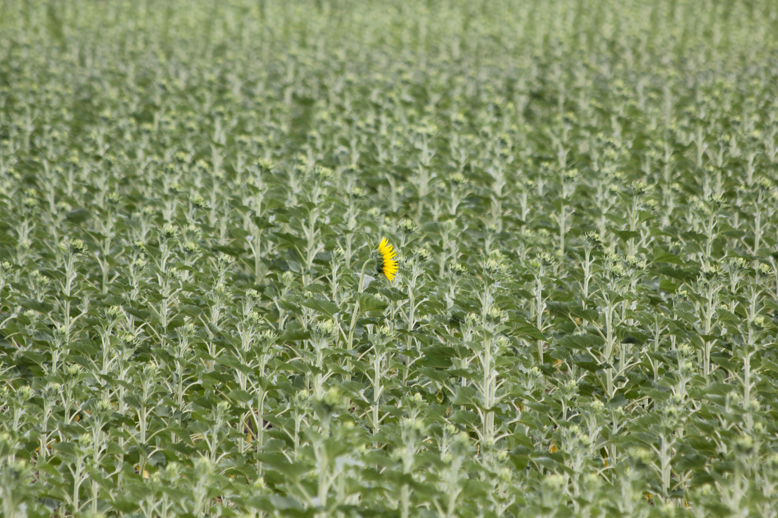 Upstart or not like everyone else - My, Canon EOS 550D, Altai, Sunflower, Longpost, Flowers, Field, The photo, Altai Republic