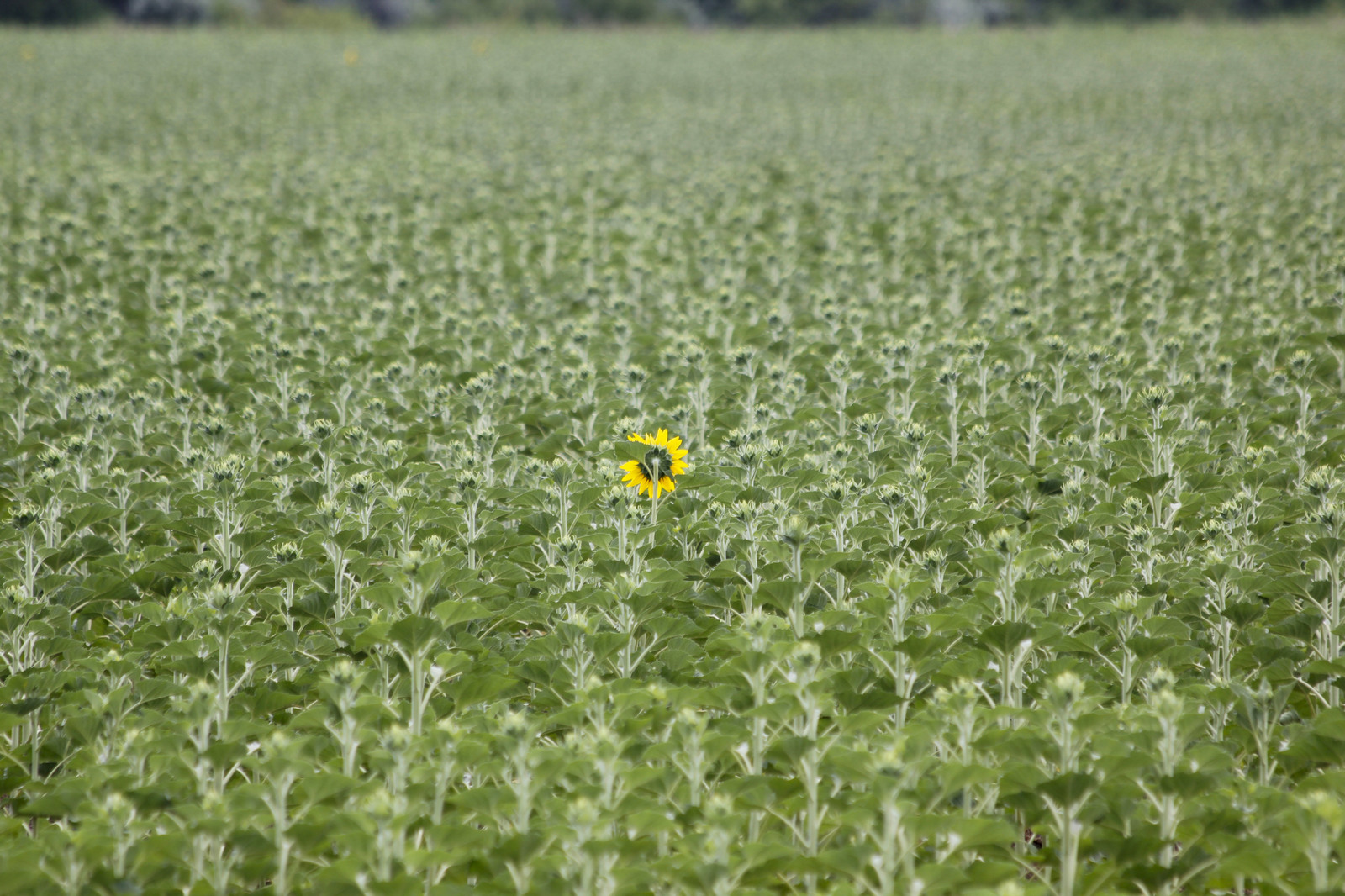 Upstart or not like everyone else - My, Canon EOS 550D, Altai, Sunflower, Longpost, Flowers, Field, The photo, Altai Republic