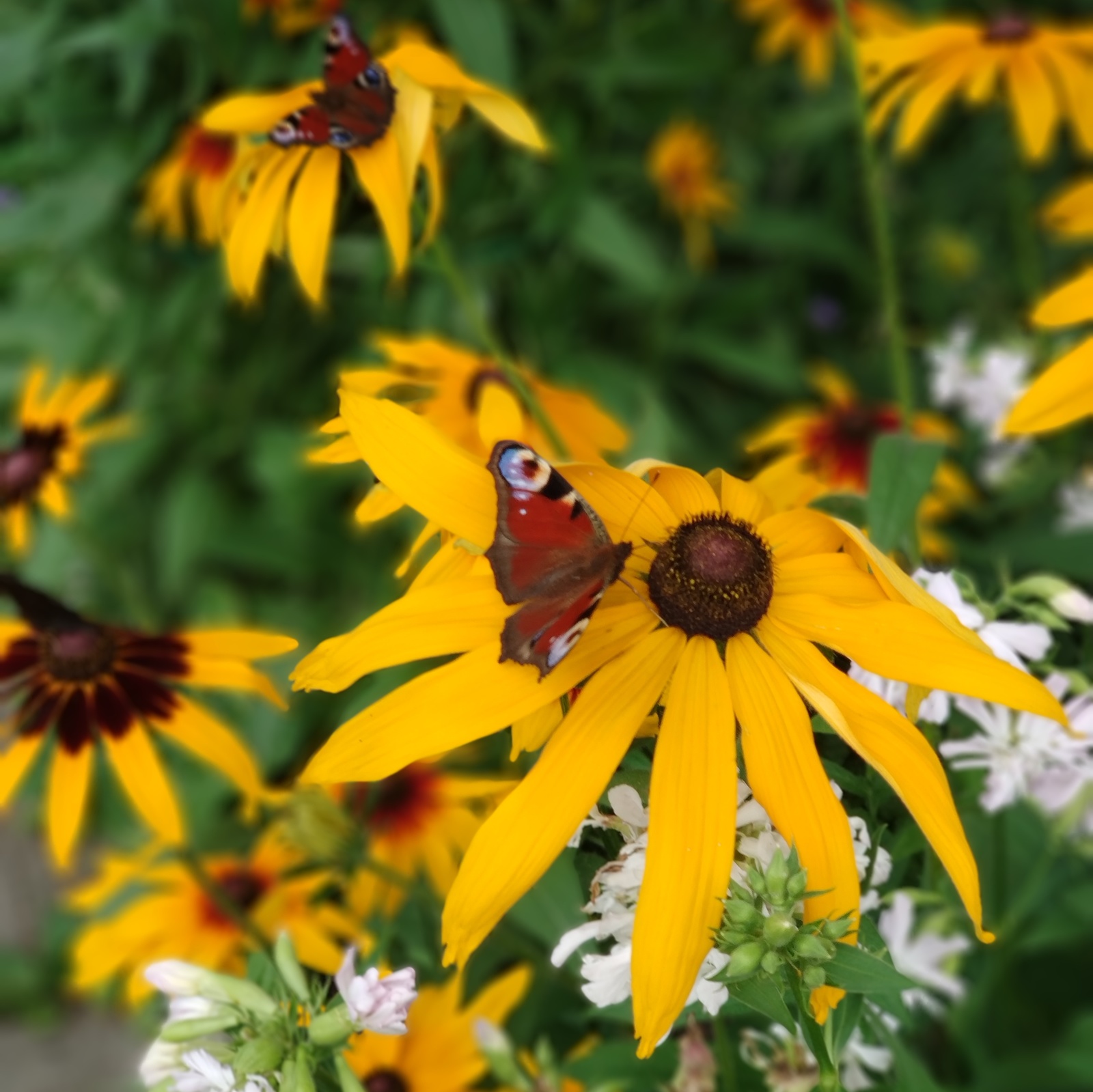 Metamorphoses of Rudbeckia. - My, Flowers, Rudbeckia, Longpost