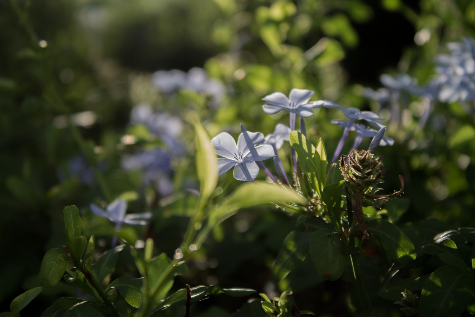 Flowers - My, Flowers, Canon, The photo