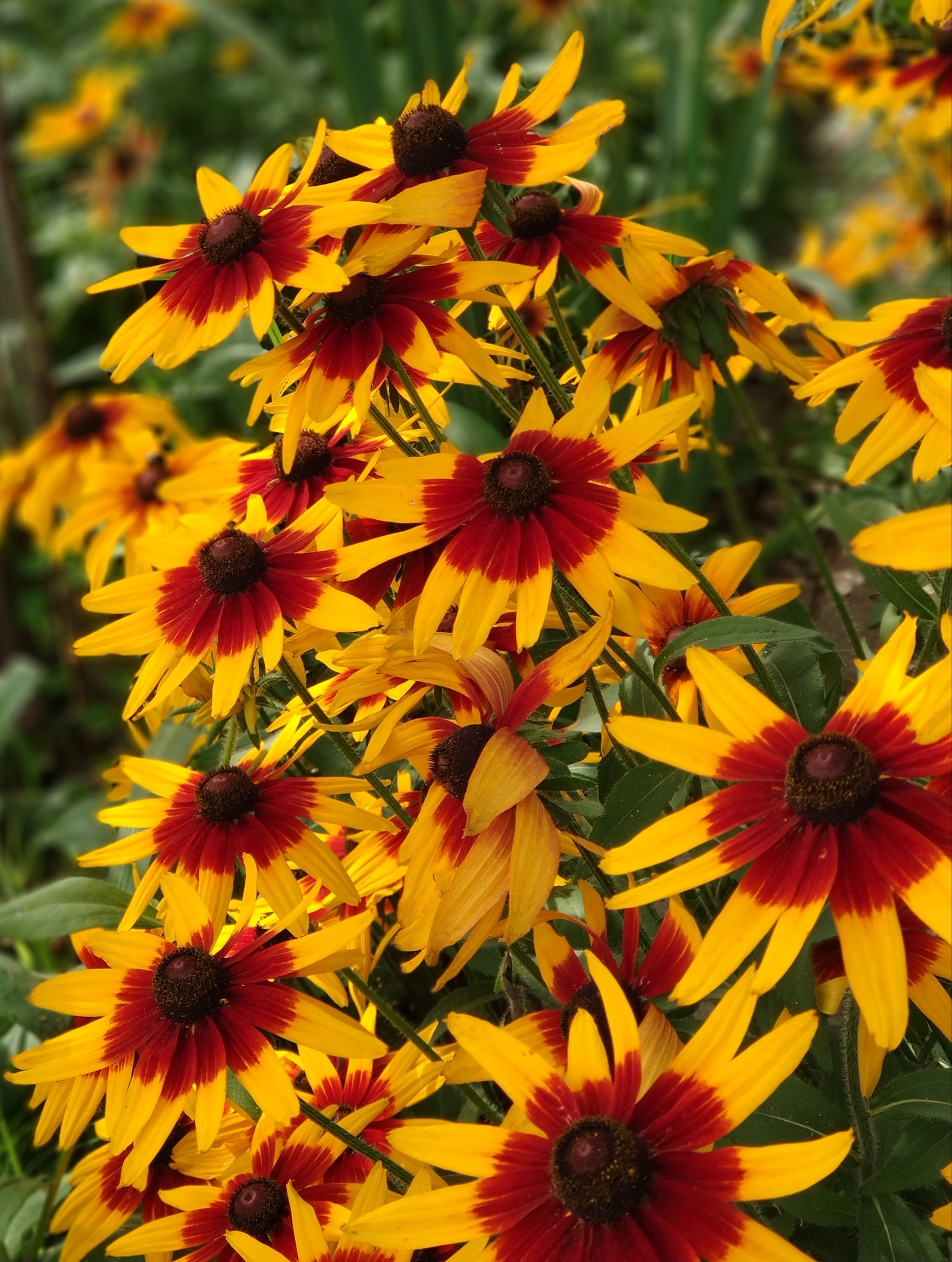 Metamorphoses of Rudbeckia. - My, Flowers, Rudbeckia, Longpost