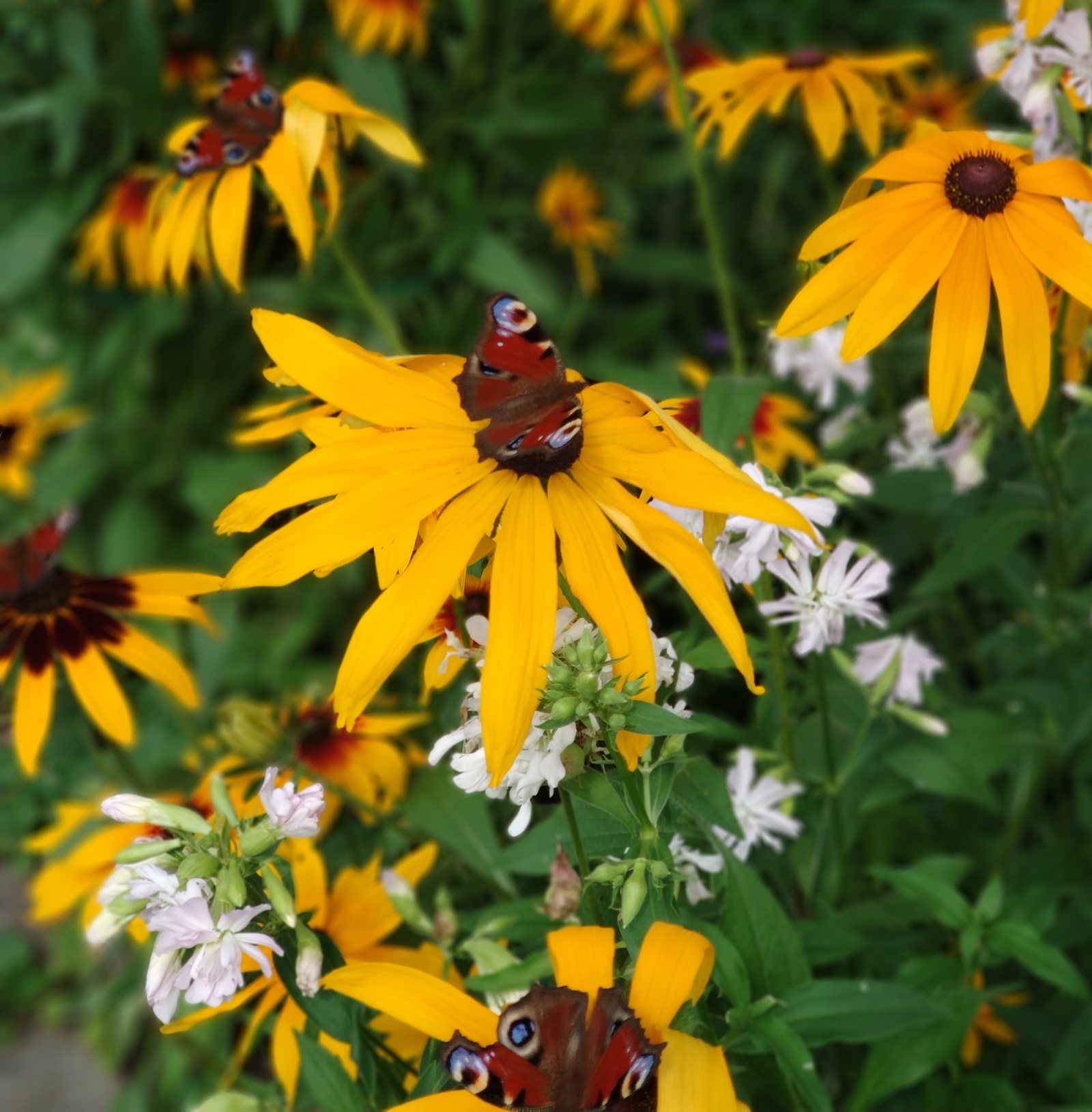 Metamorphoses of Rudbeckia. - My, Flowers, Rudbeckia, Longpost