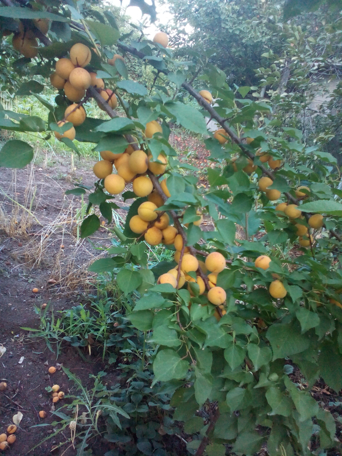 The harvest is ripe in the South of Russia! - My, Apricot, Tree, Фрукты, , beauty, Yummy, Game