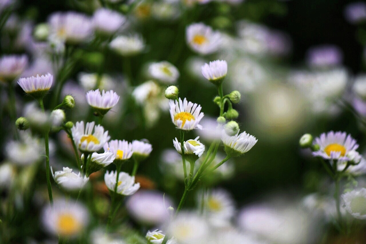 Matricaria - My, Flowers, The photo, Chamomile, Canon