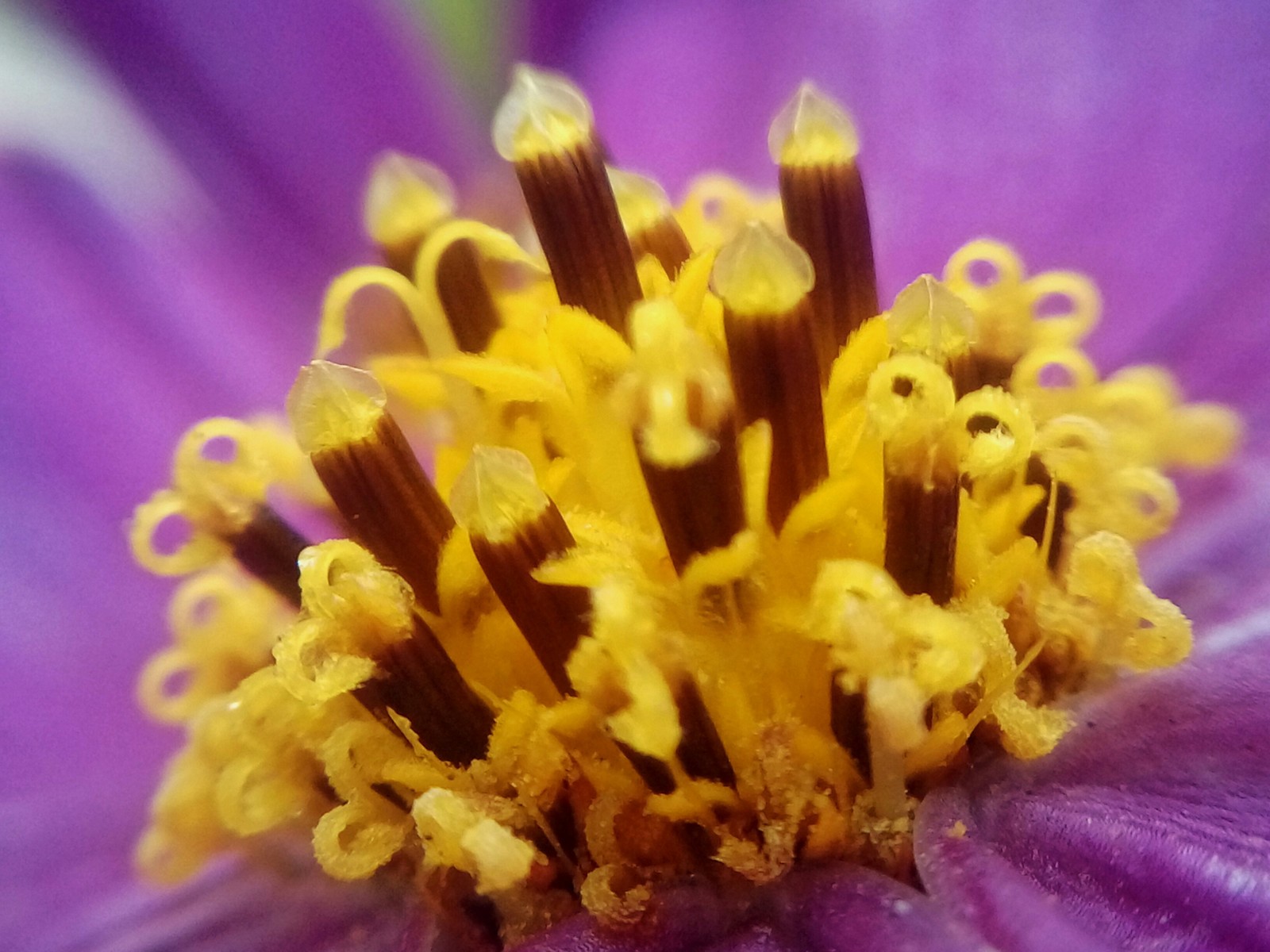 Macro post - My, The photo, Flowers, Berries, Longpost, Strawberry