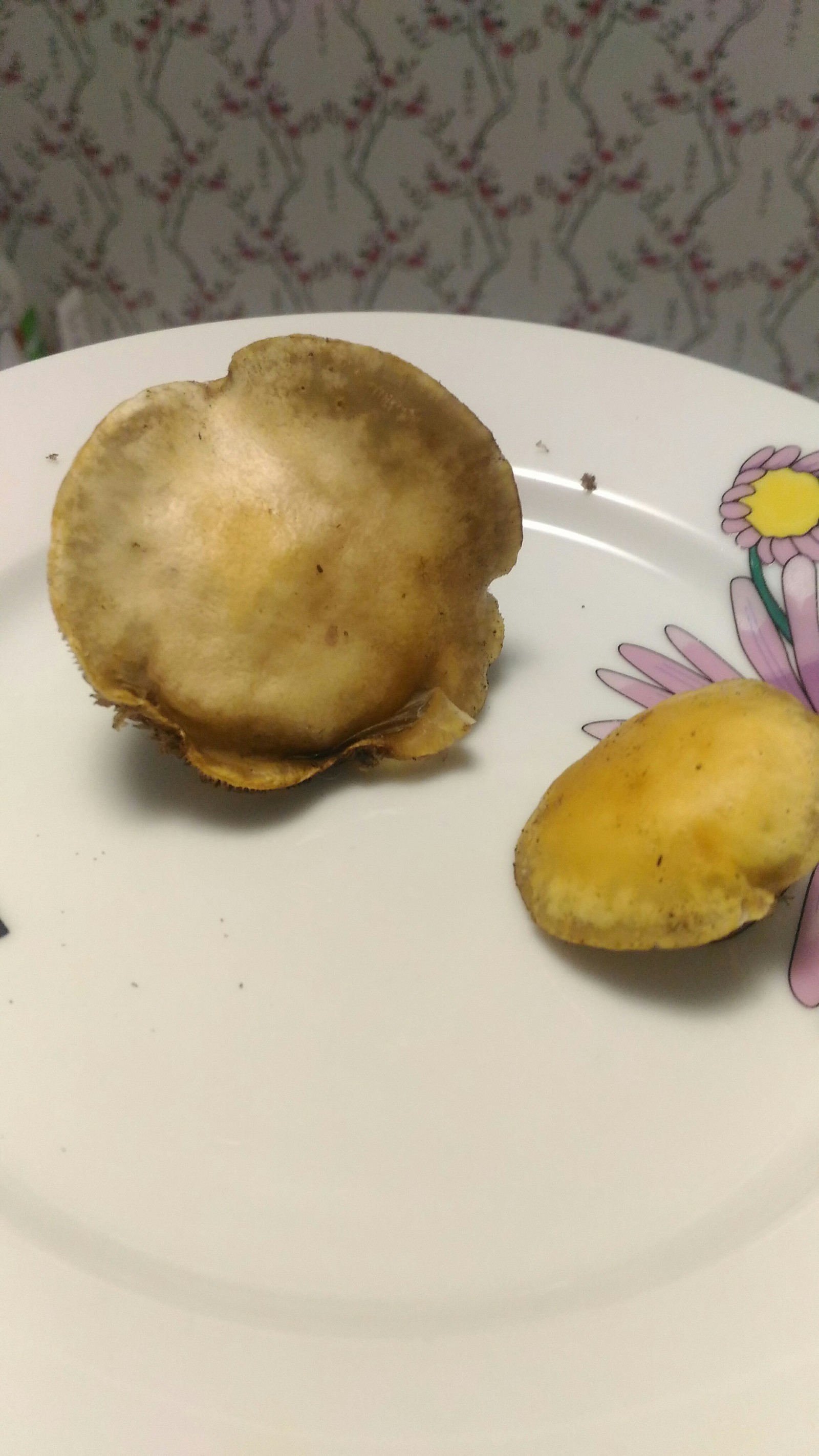 Help identifying mushrooms - My, Mushrooms, My, Help, Longpost