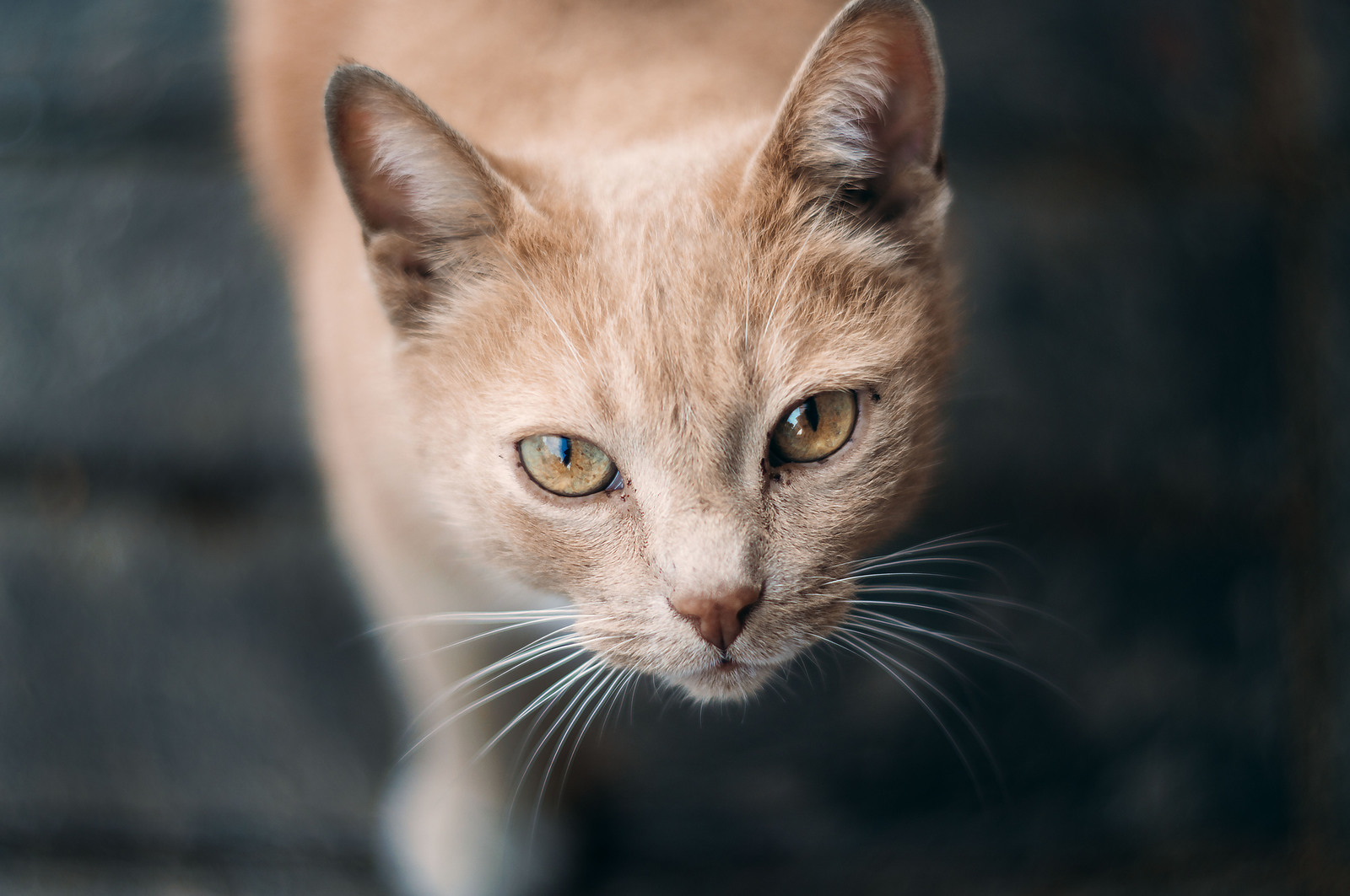 Ginger cat - My, cat, Animals, Catomafia, Eyes, Redheads, Pets, The photo