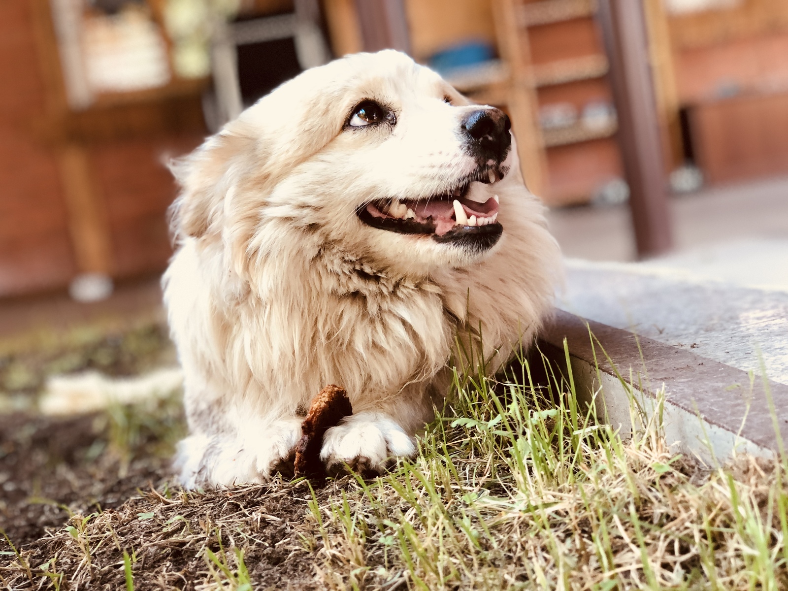 A dog named Chick - My, Dog, Cur, , Longpost