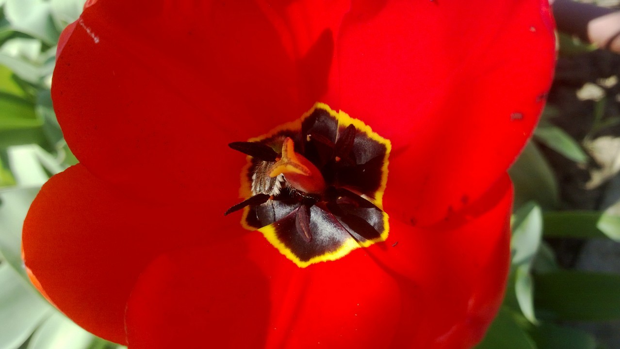 Red flower - My, Beginning photographer, The photo, Macro, Tulips, , Macro photography