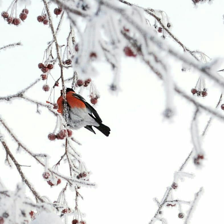 Outside the window, bullfinches warm a rowan bush ... - My, Bullfinches, Emanzhelinsk, Nature, Winter, The photo