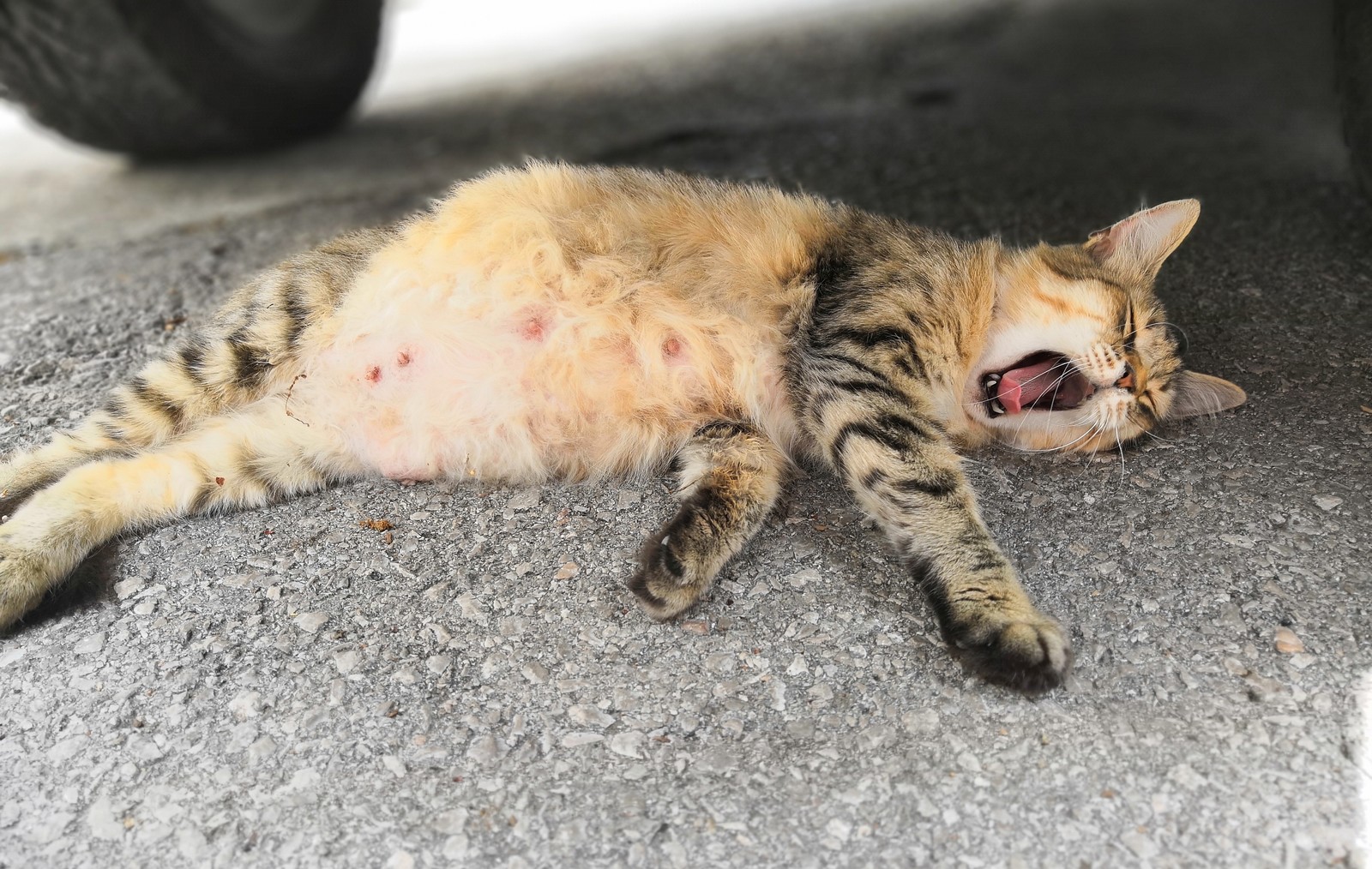 Crimean cats - My, Crimea, cat, Kindness, Longpost