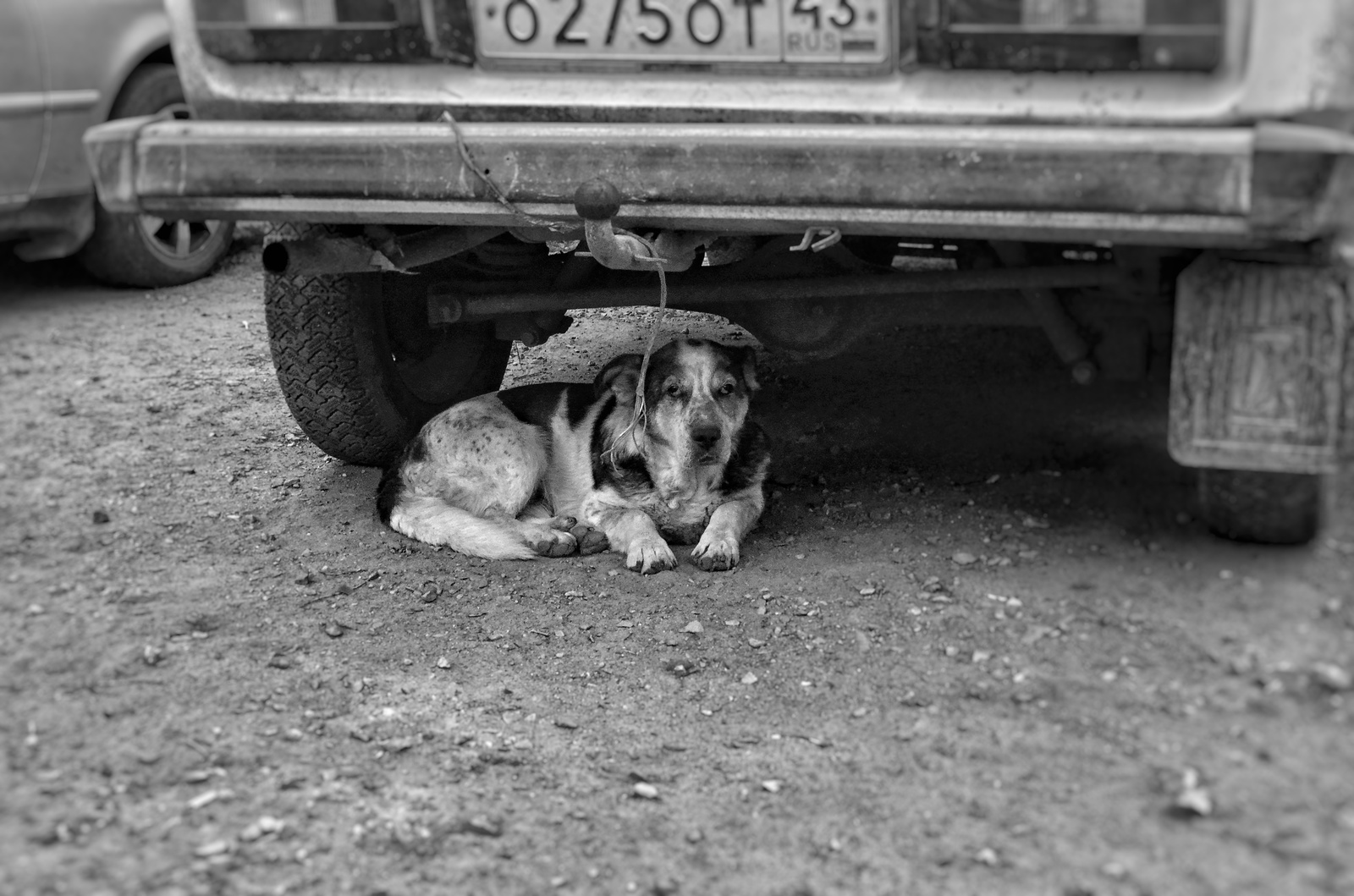 He took out a camera, took a bike and went for a drive around the warm Novosibirsk - My, Novosibirsk, The photo, Nature, Beginning photographer, I want criticism, Longpost