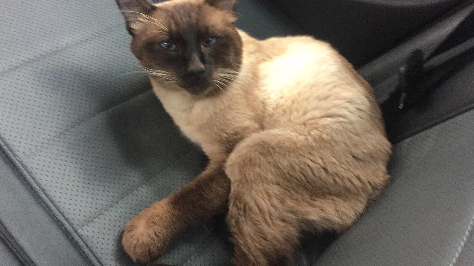 cat - My, cat, Siamese cat, Longpost, Balashikha, Found a cat, Help, Question, No rating, Lost