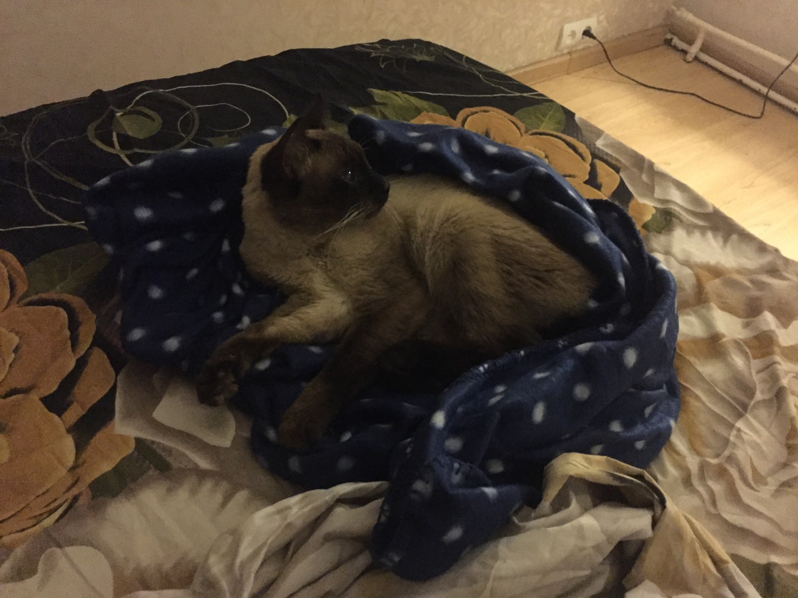 cat - My, cat, Siamese cat, Longpost, Balashikha, Found a cat, Help, Question, No rating, Lost