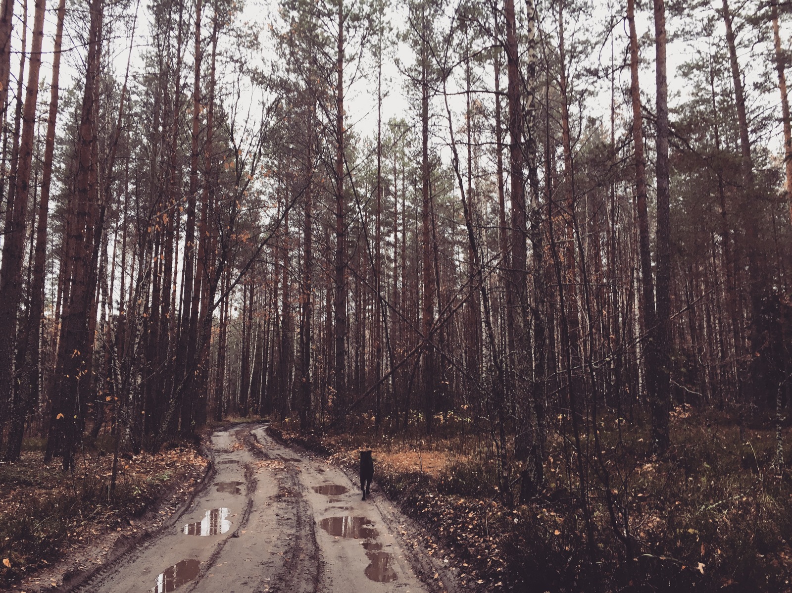 Осень близко - Моё, Осень холодно, Собака, Фотография