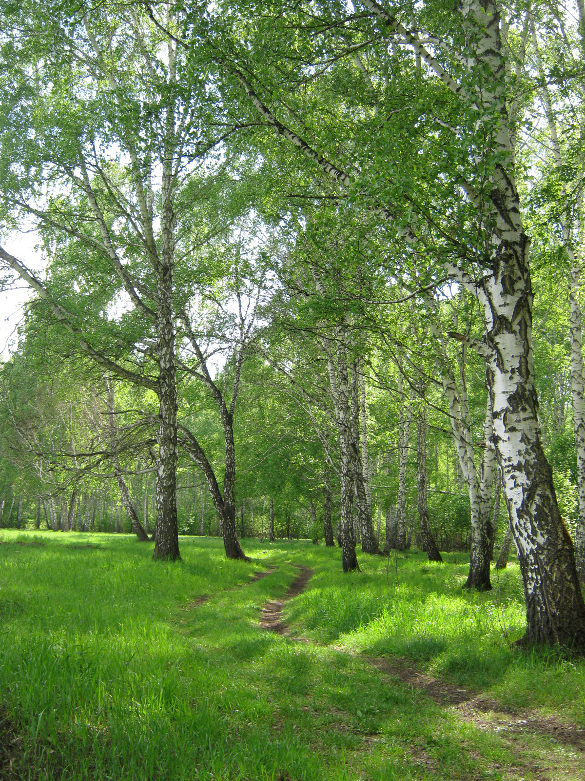 Forest near the village of Krasnoobsk, Novosibirsk region - My, The photo, Forest, Novosibirsk, Krasnoobsk, Longpost