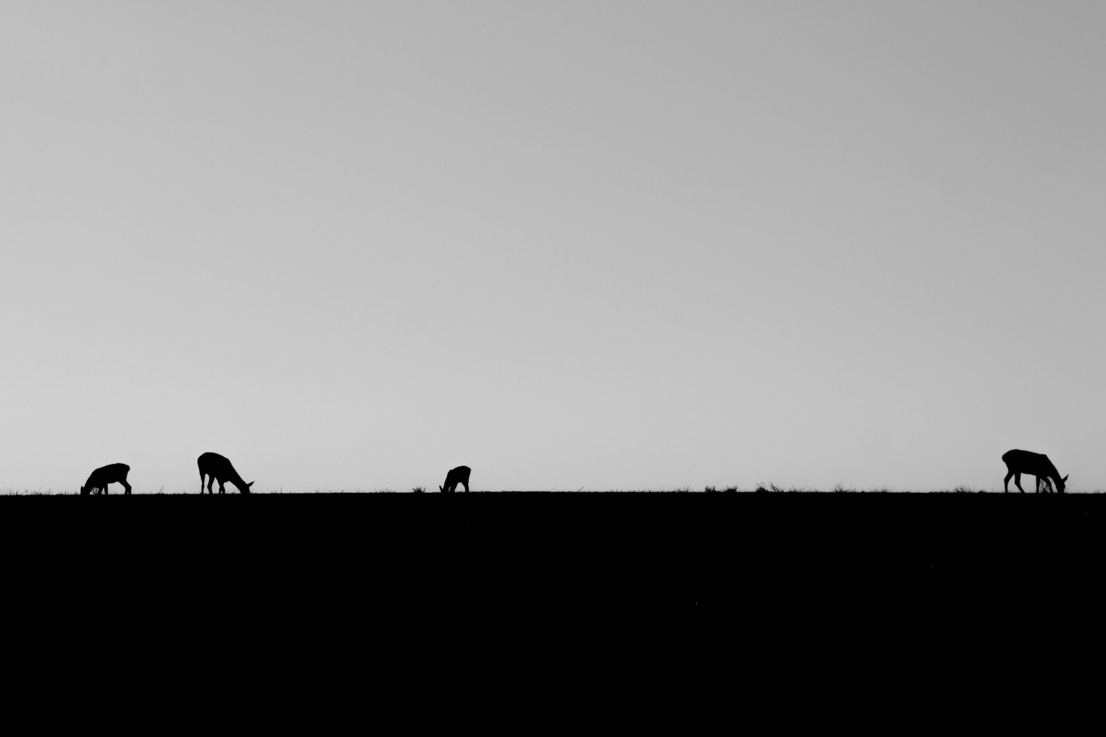 Met deer in the field - My, Deer, Animals, Nature, The photo, Longpost, Deer