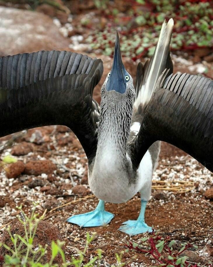 They are greeted by clothes and called by it - Booby, Birds, Longpost