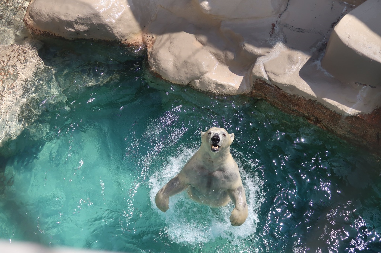 Dive to me, let's swim! - Polar bear, Bear, Animals, Water, Zoo, The photo, The Bears