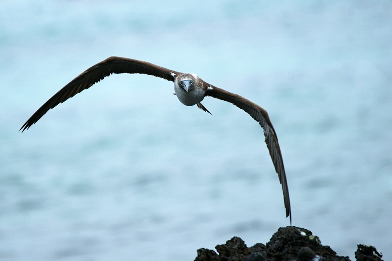 They are greeted by clothes and called by it - Booby, Birds, Longpost