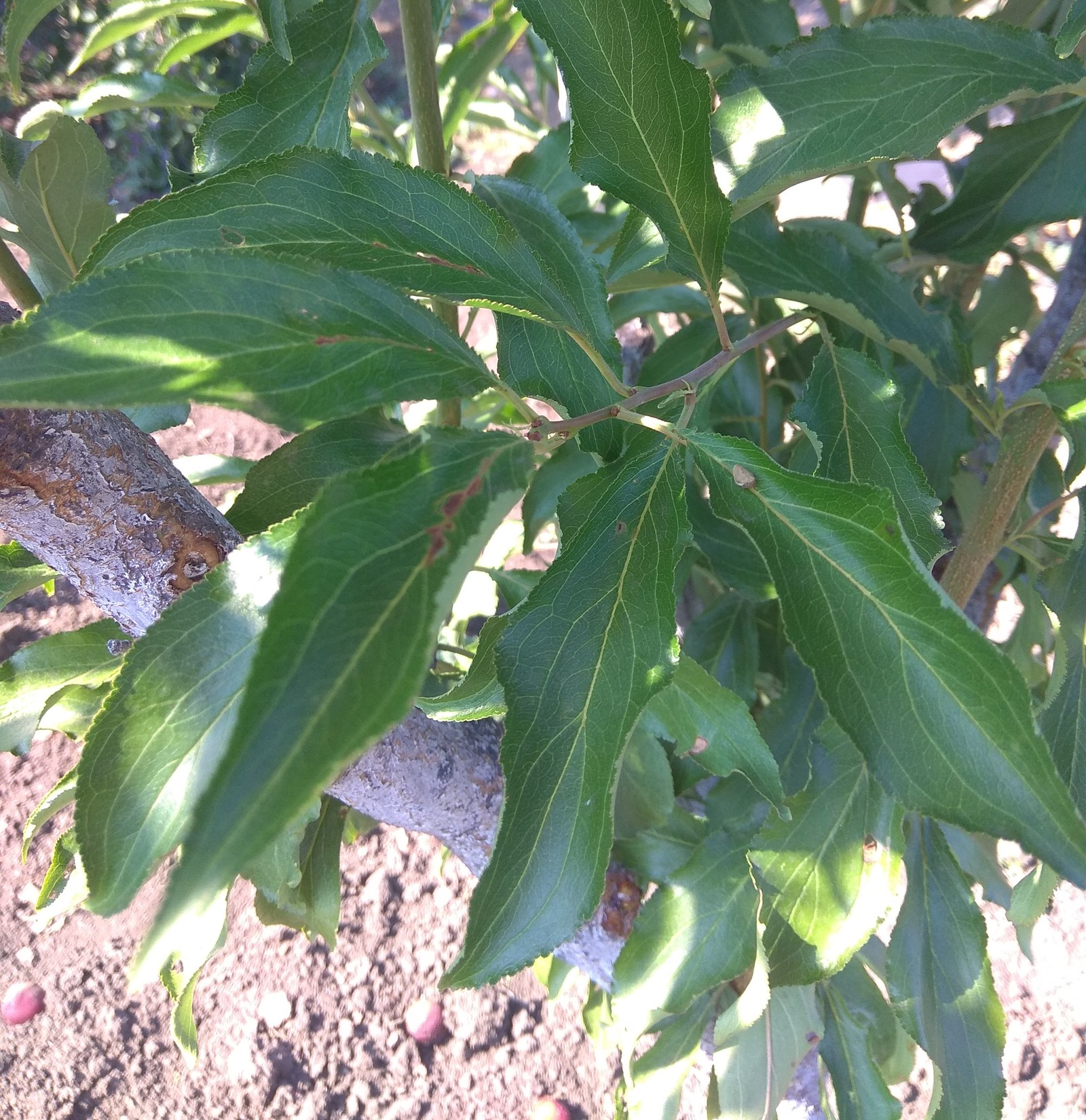 Please help me identify this fruit - Сельское хозяйство, Gardening, What's this?, Фрукты, Longpost