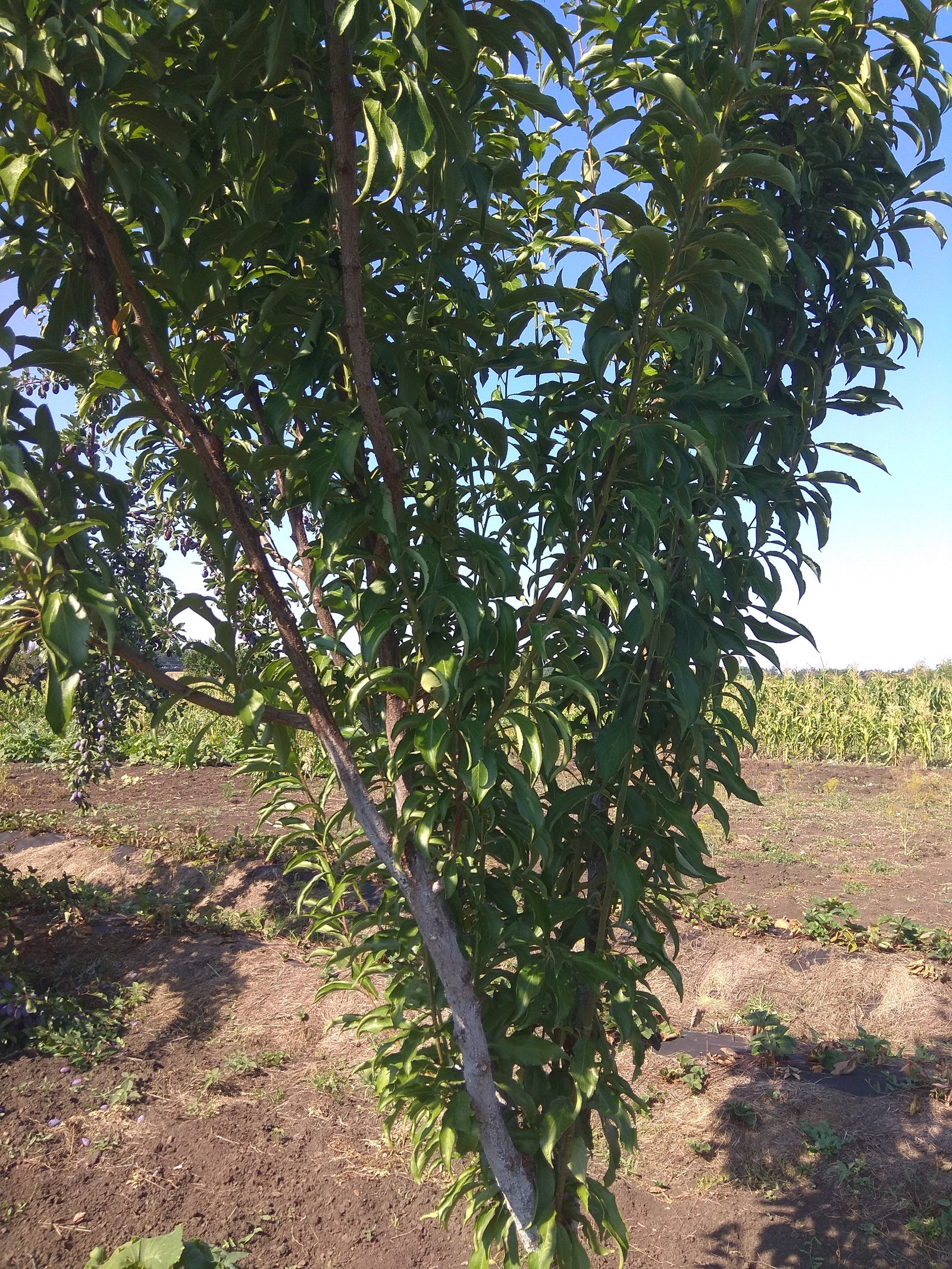 Please help me identify this fruit - Сельское хозяйство, Gardening, What's this?, Фрукты, Longpost