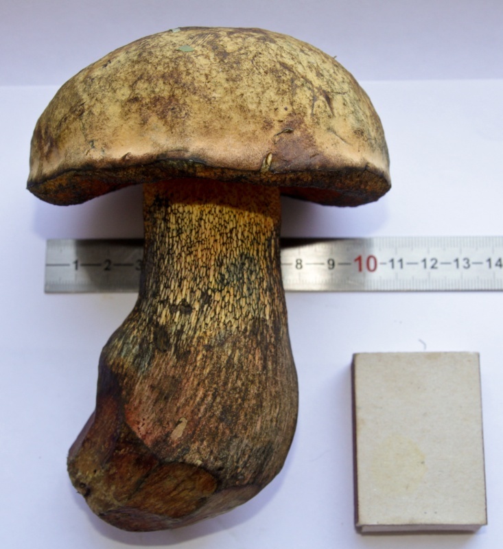 Help identify the mushroom - My, Mushrooms, Identification, Definition, , Longpost, Oak mushroom