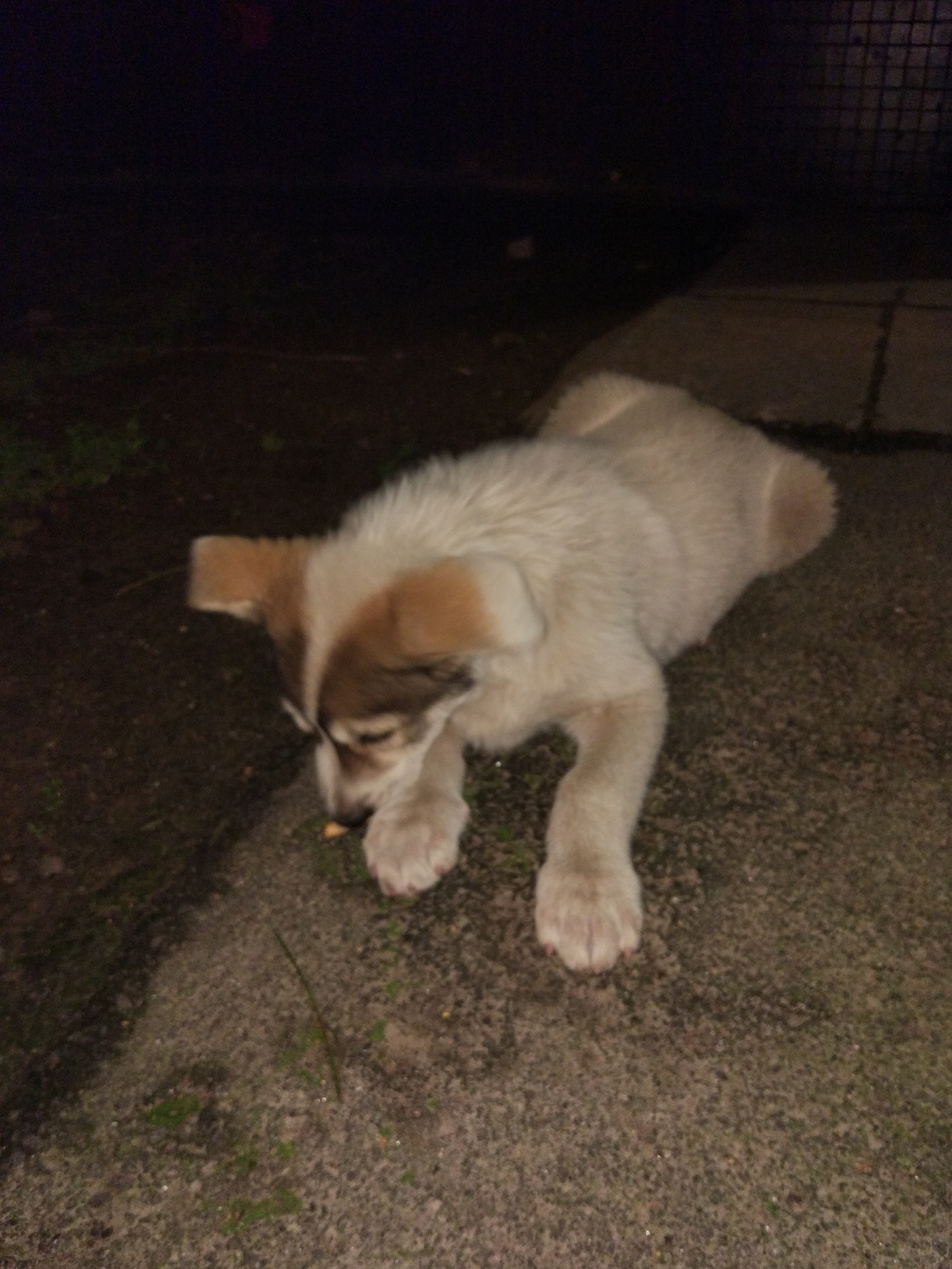 Found a puppy - Found a dog, Dog, Saint Petersburg, In good hands, Help, No rating, Lost, Longpost, Helping animals