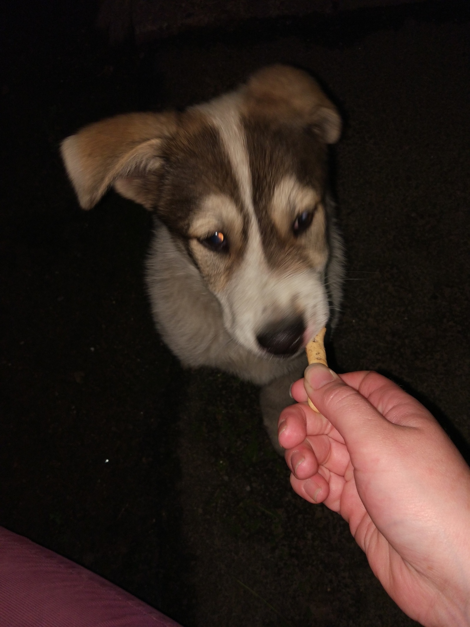 Found a puppy - Found a dog, Dog, Saint Petersburg, In good hands, Help, No rating, Lost, Longpost, Helping animals