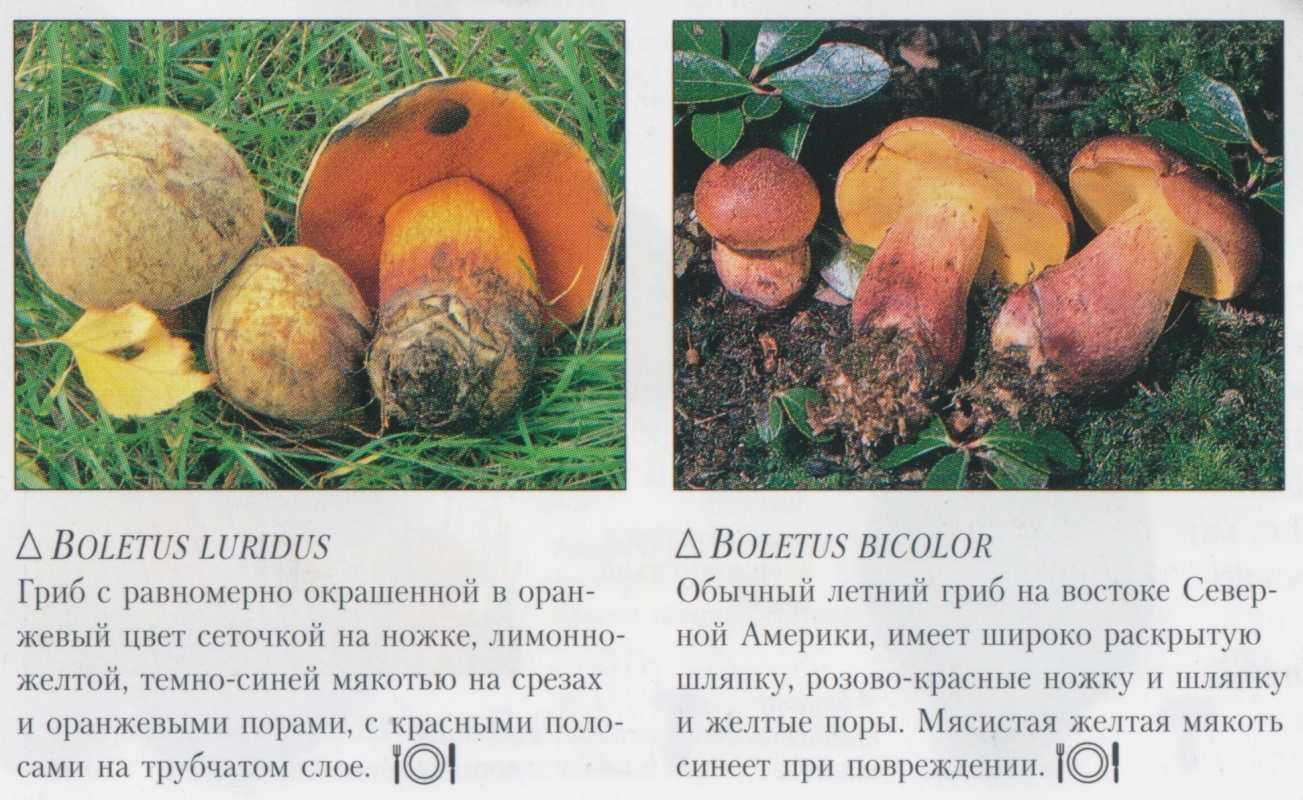 Help identify the mushroom - My, Mushrooms, Identification, Definition, , Longpost, Oak mushroom