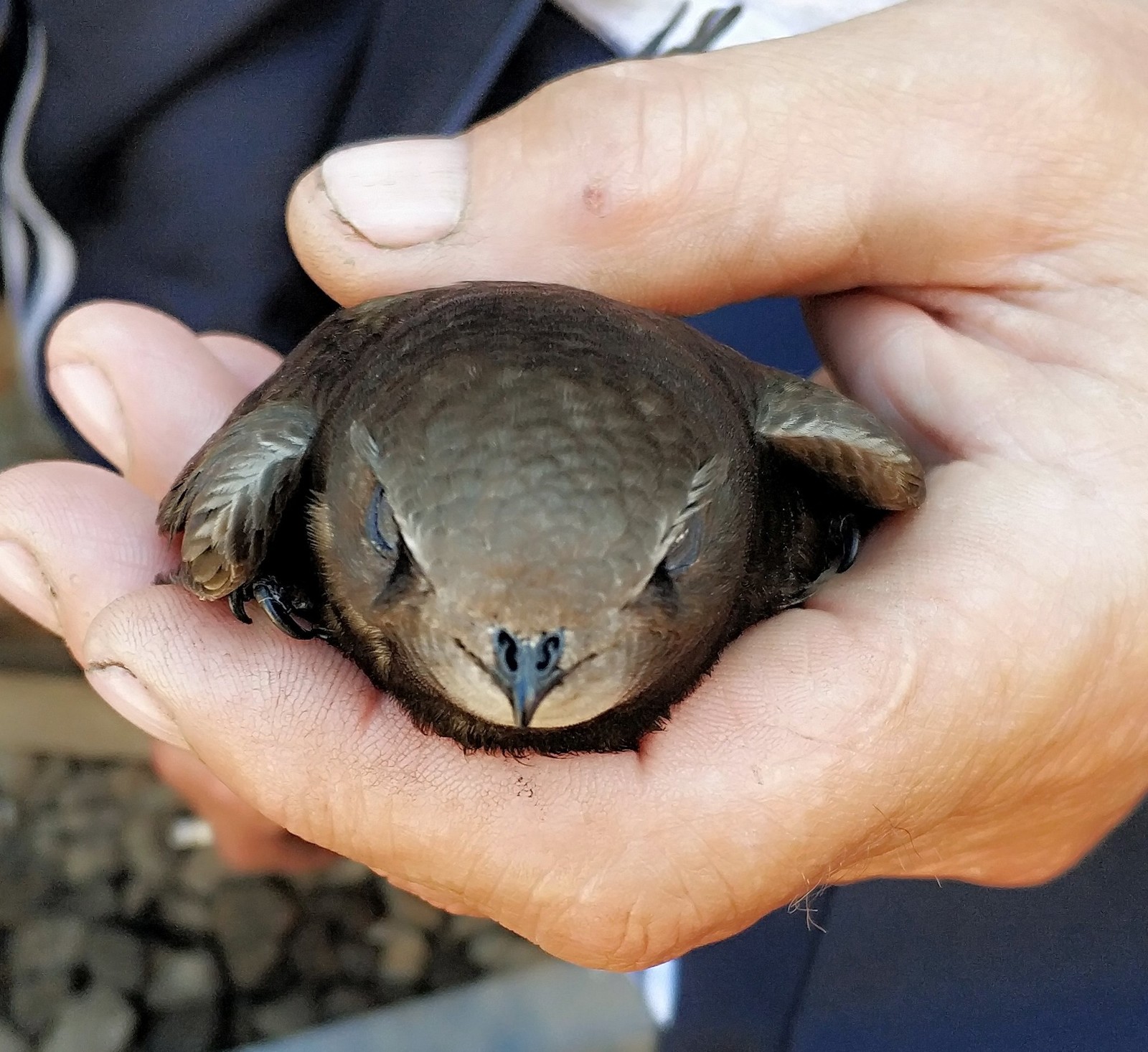 What kind of feather? - Feathered, What kind of bird?, Birds, Swift