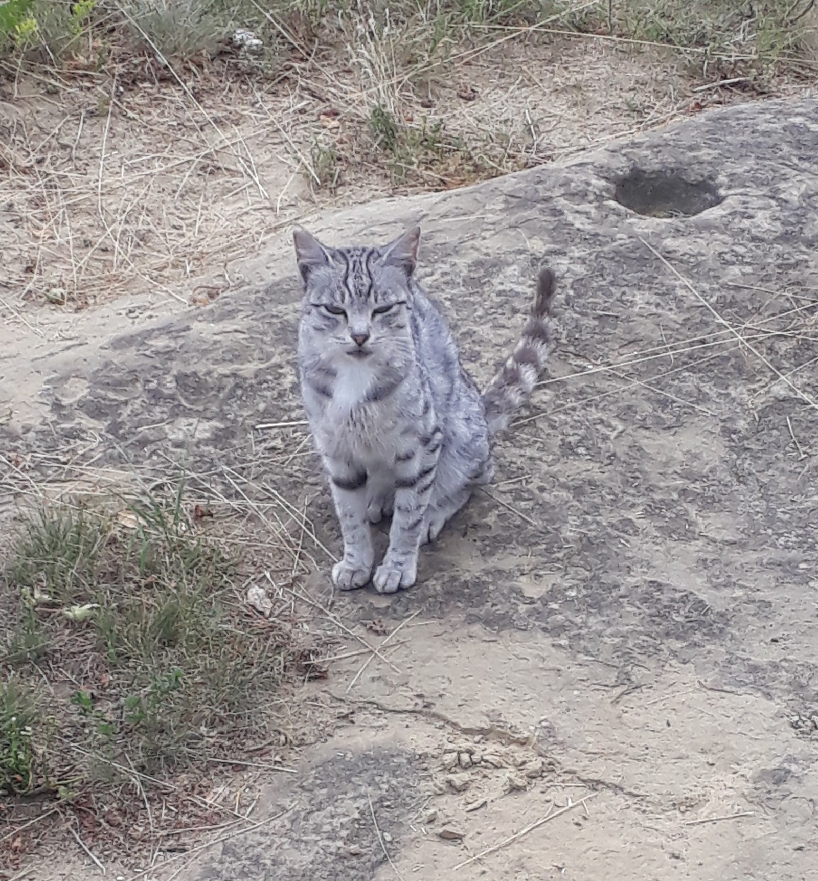 Hiking in the mountains - My, cat, King of the hill, Gopniks