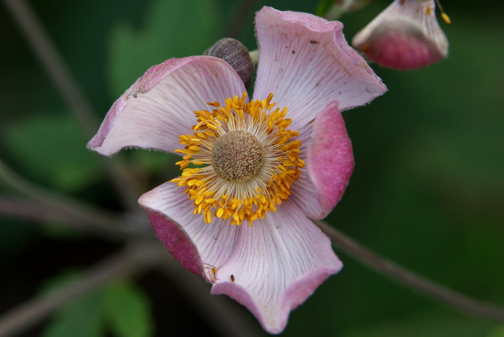 I'll throw flowers - My, Nature, Flowers, The photo, Longpost