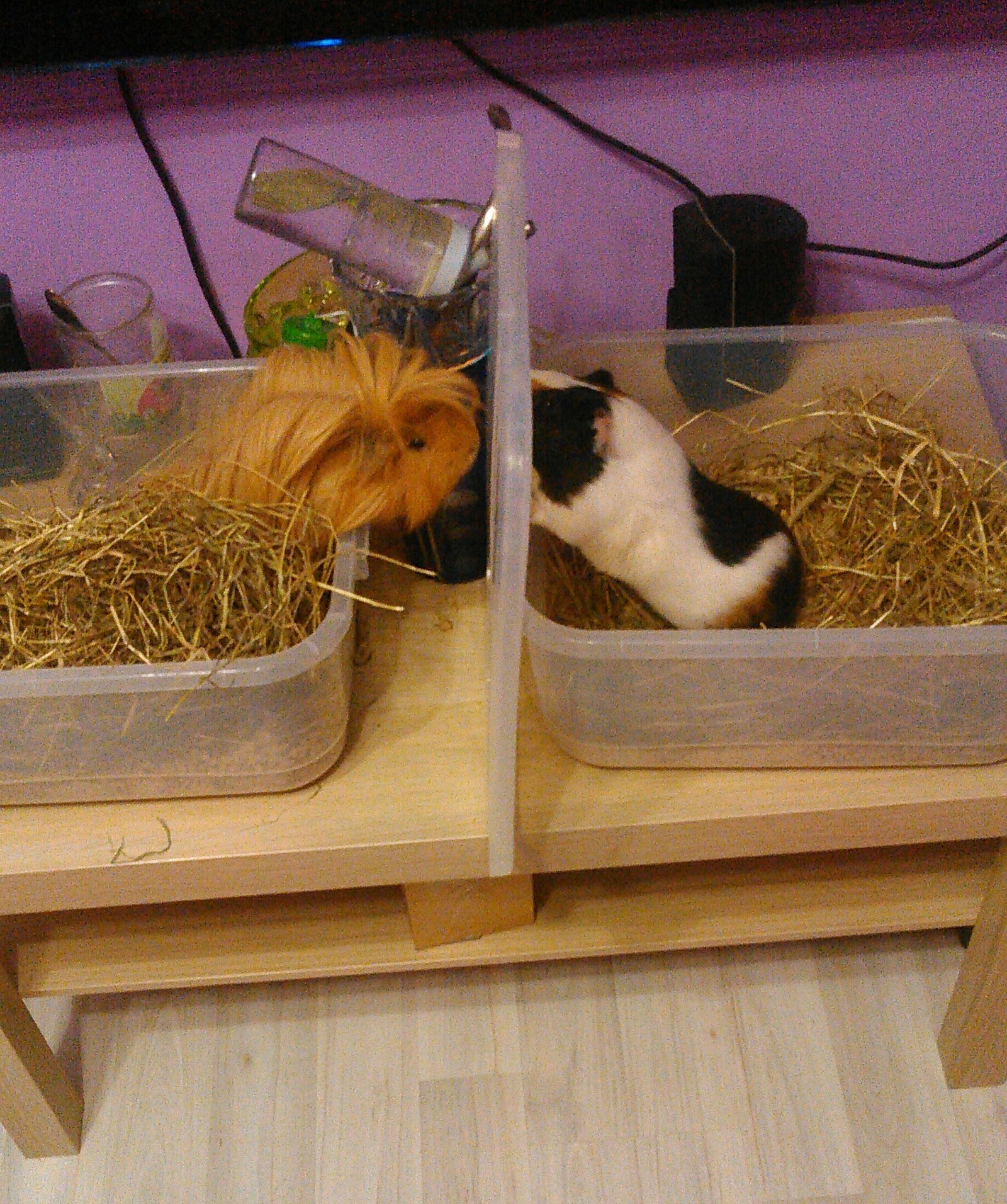 Love and hatred - My, Animals, Go here, Parting, Guinea pig