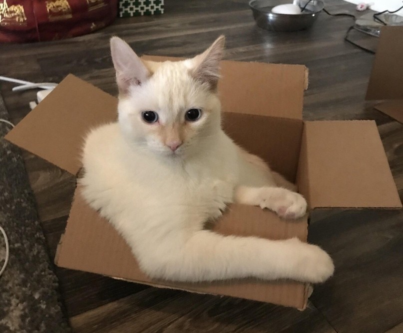 When you bought a new car and show off in front of your friends - The photo, cat, Box