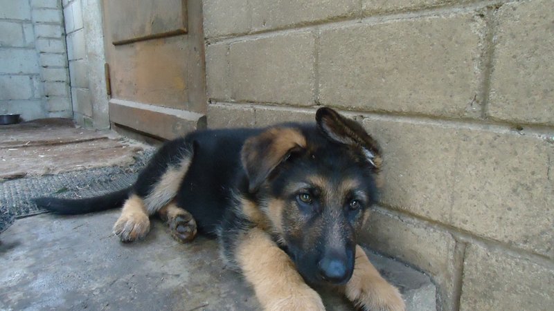 The fate of one puppy - Dog, Puppies, The rescue, German Shepherd, Longpost, Good people